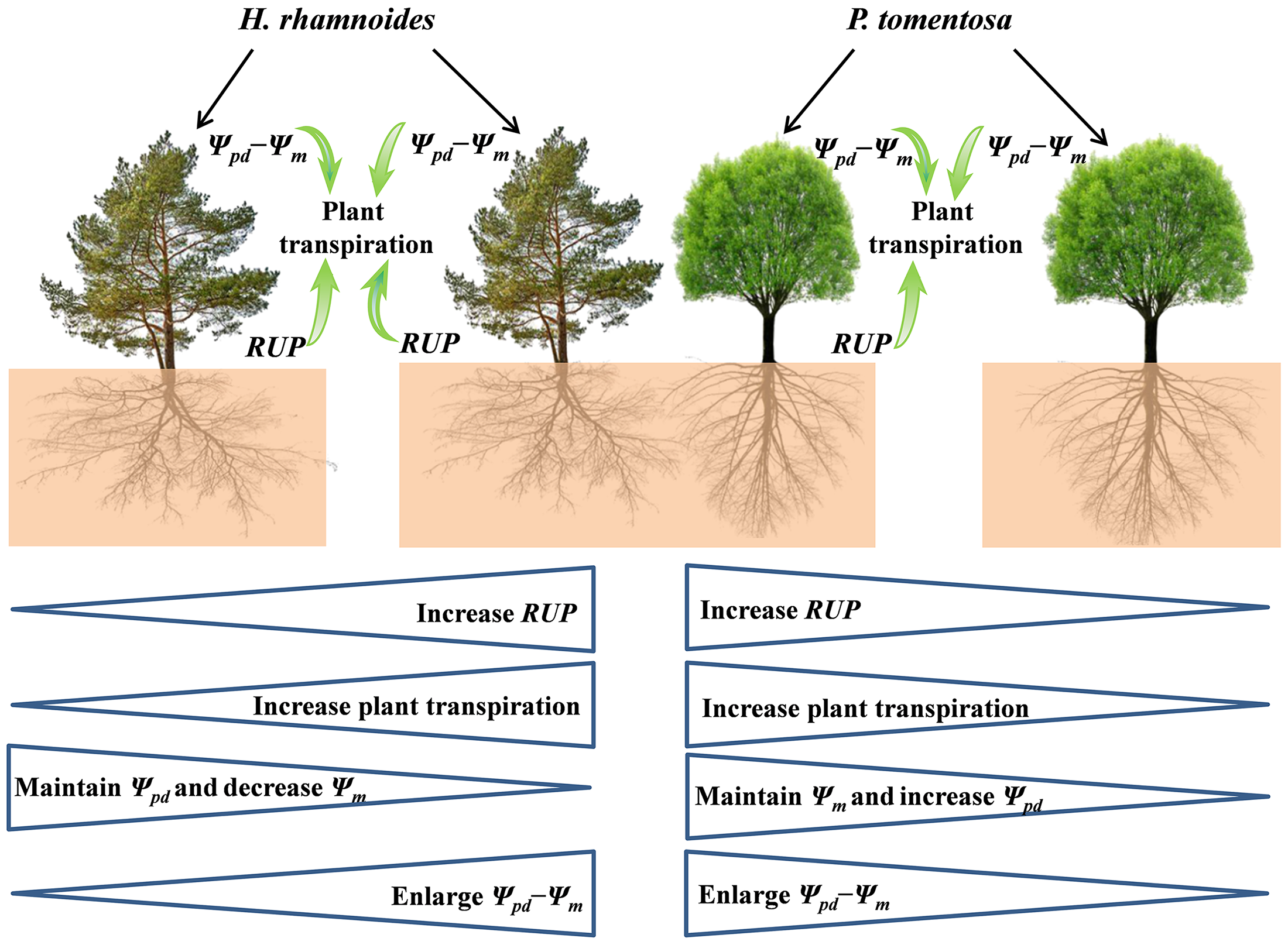 How Plants Reduce The Rate Of Transpiration To Survive Drought