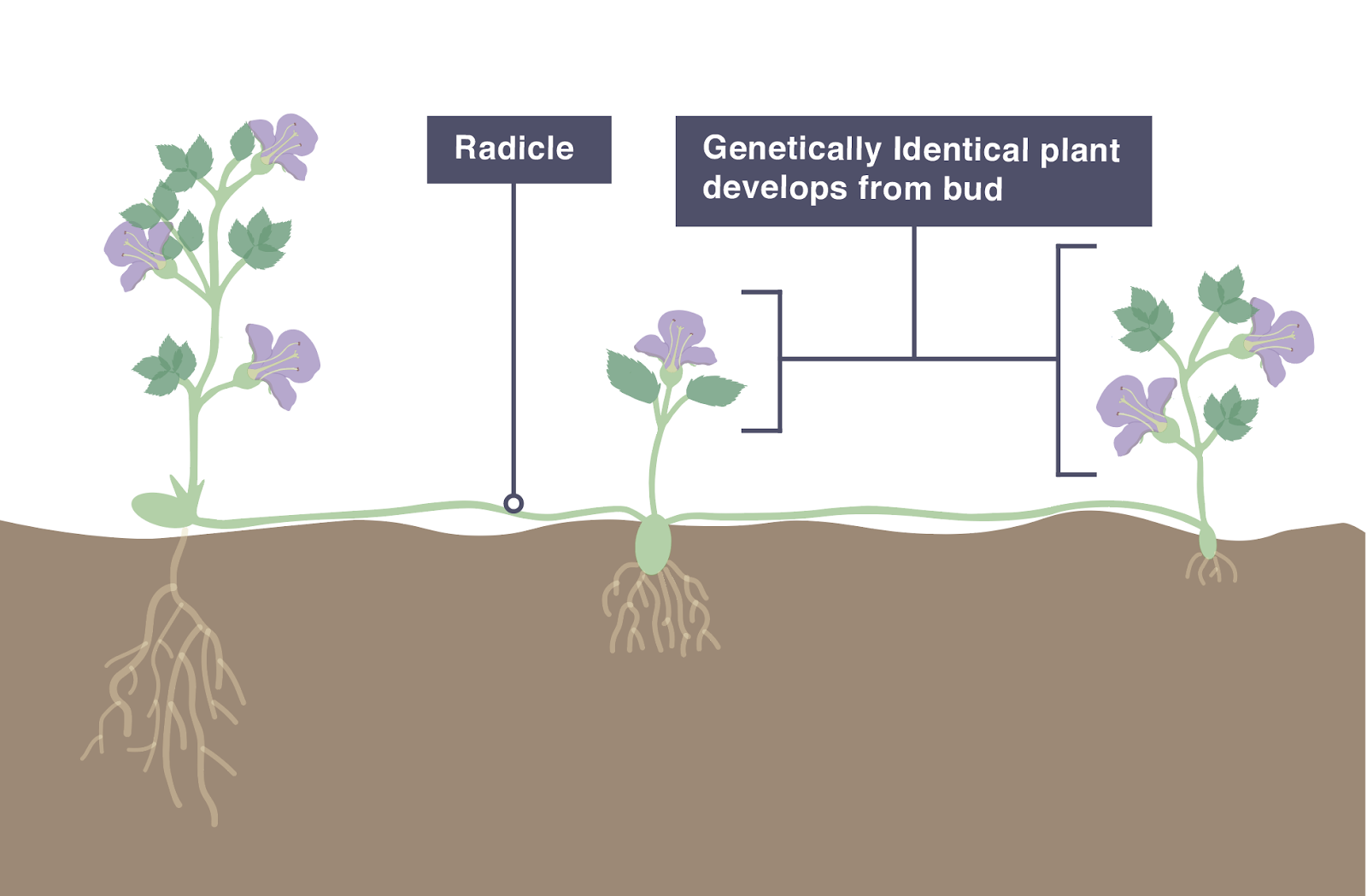 Nature’s Cloning Secrets: How Plants Reproduce Asexually
