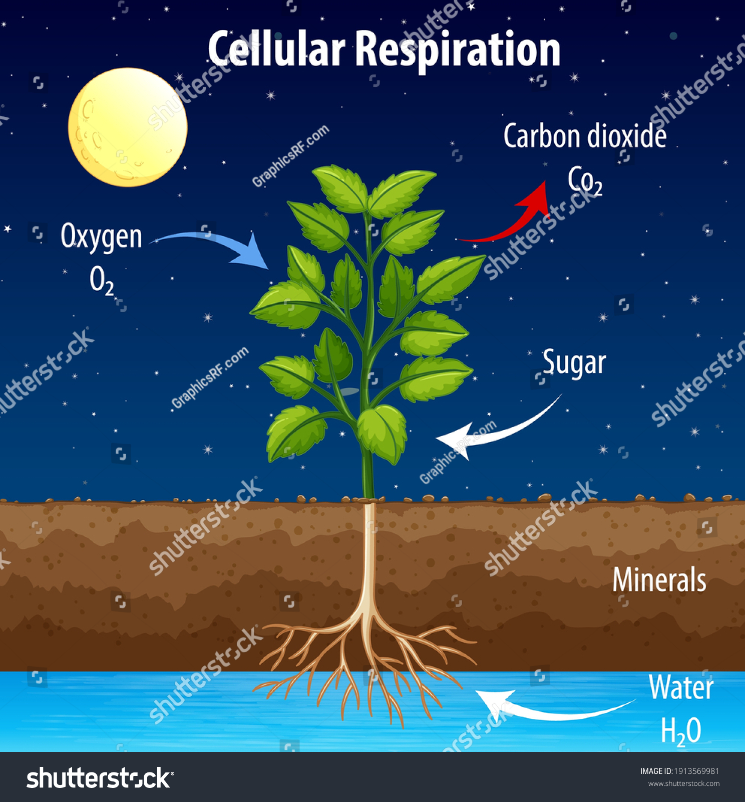 How Plants Respire: The Essential Guide To Cellular Breathing