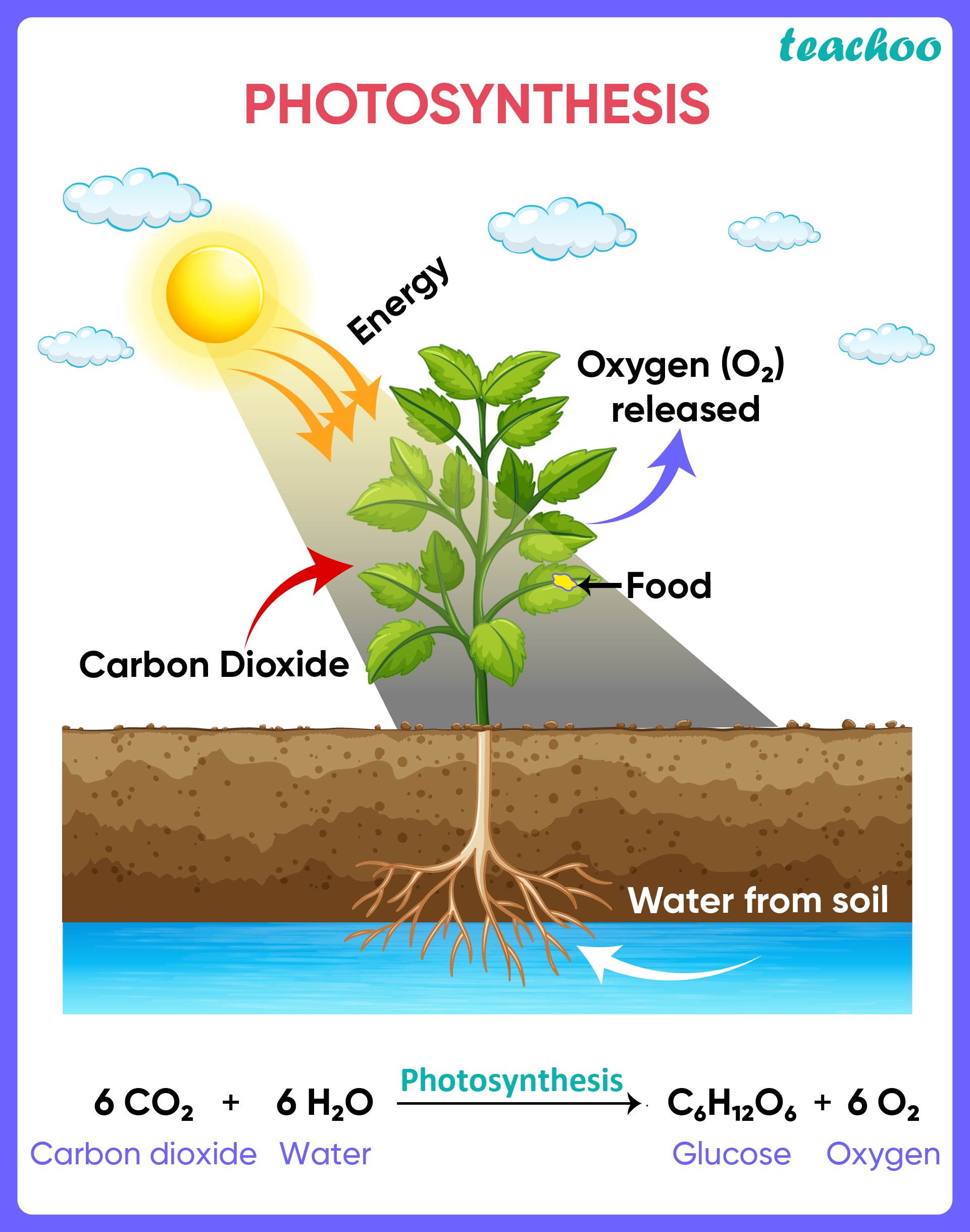 How Plants Take Carbon Dioxide: The Science Of Photosynthesis