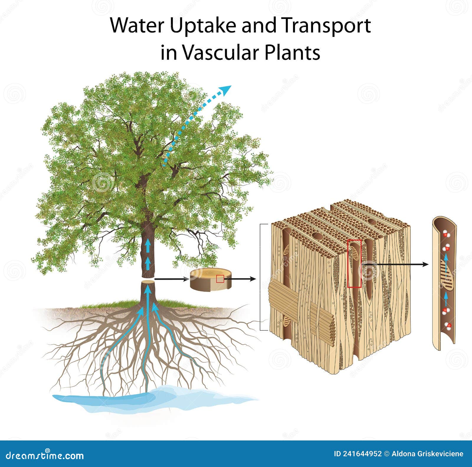 The Hidden Pipeline: How Plants Transport Water And Nutrients