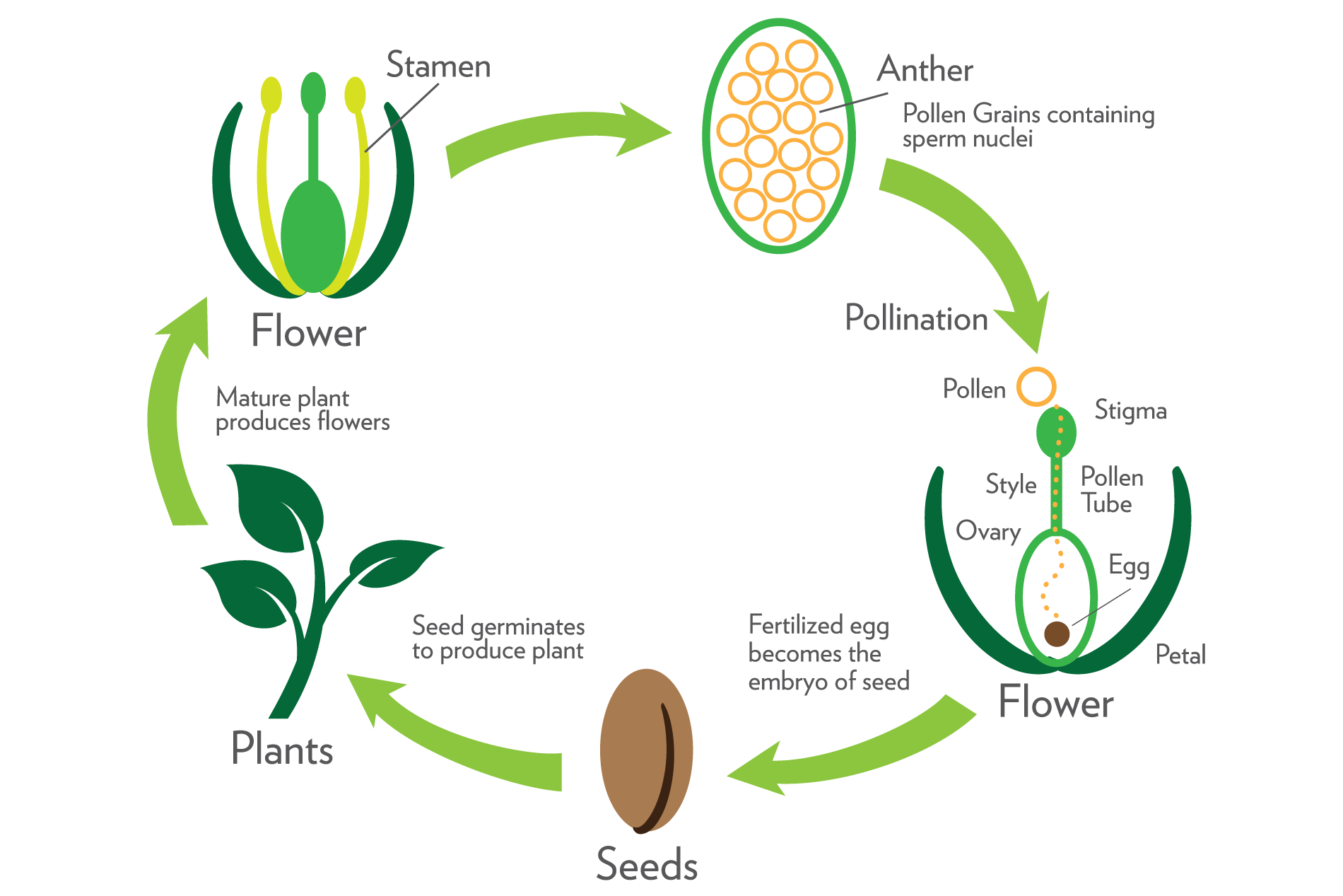 Beyond Seeds: How Plants Without Seeds Reproduce