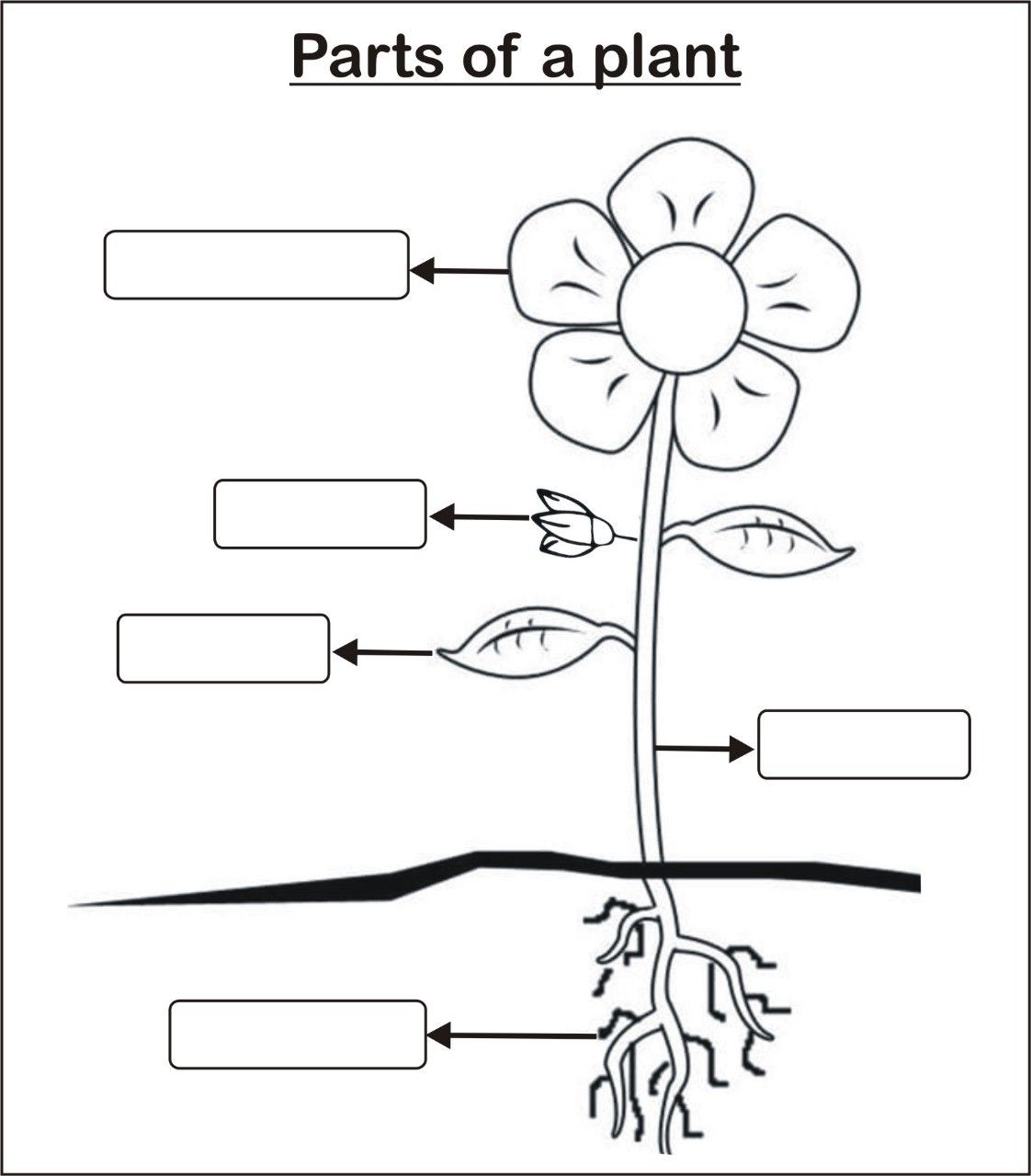 How Plants Work: Linda Chalkerscott’s Guide To Plant Science