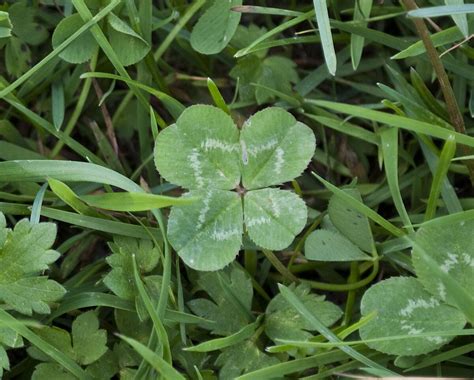 How Rare Is A 4 Leaf Clover