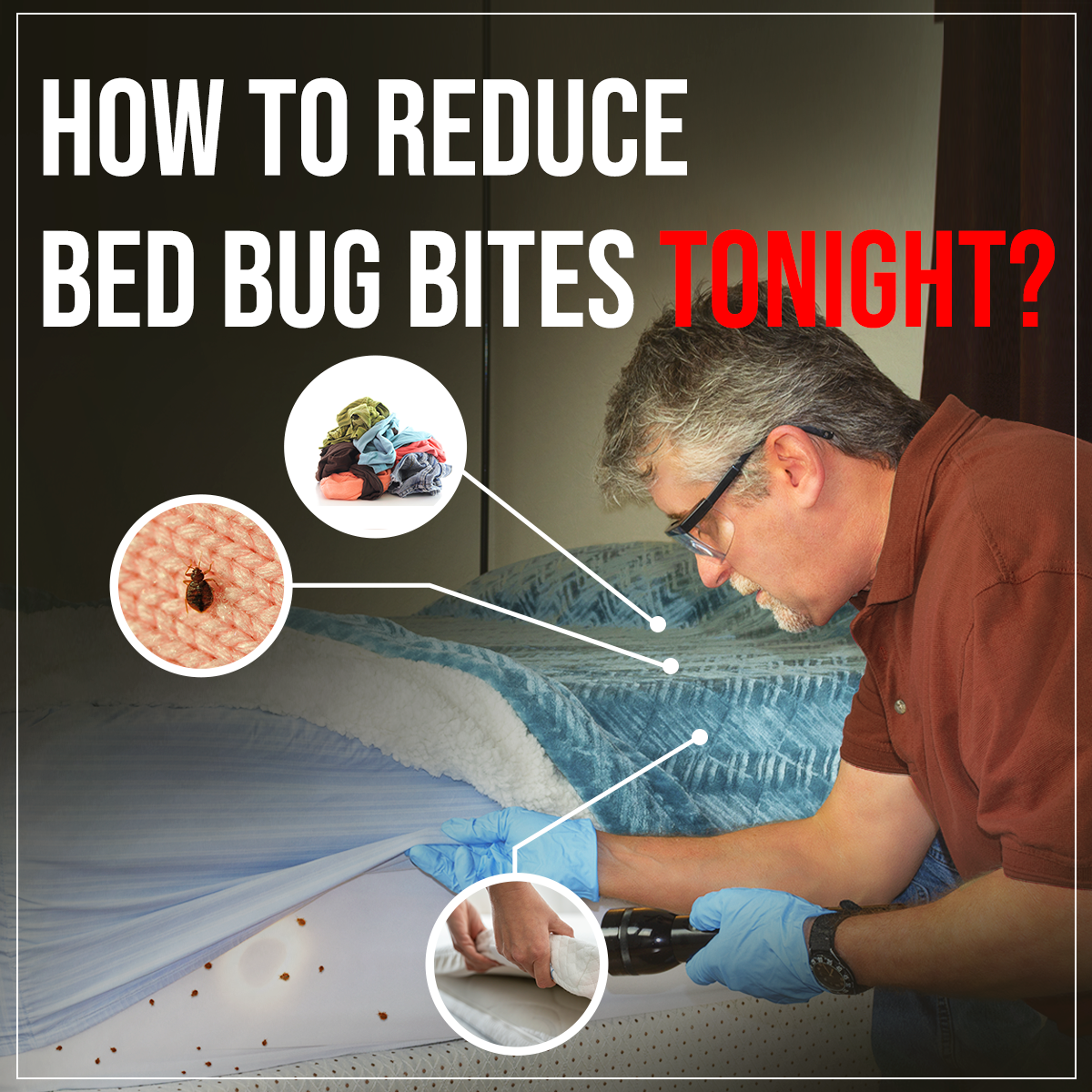 How To Deal With Bed Bugs: A Practical Elimination Guide