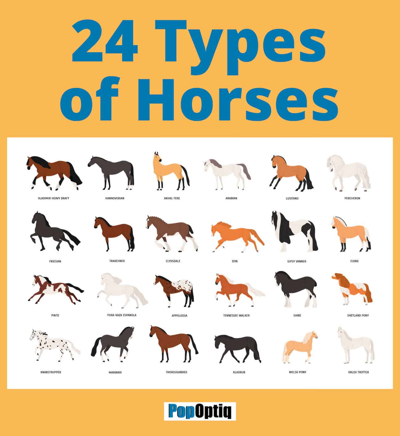 How To Distinguish Horse Breeds Like A Pro