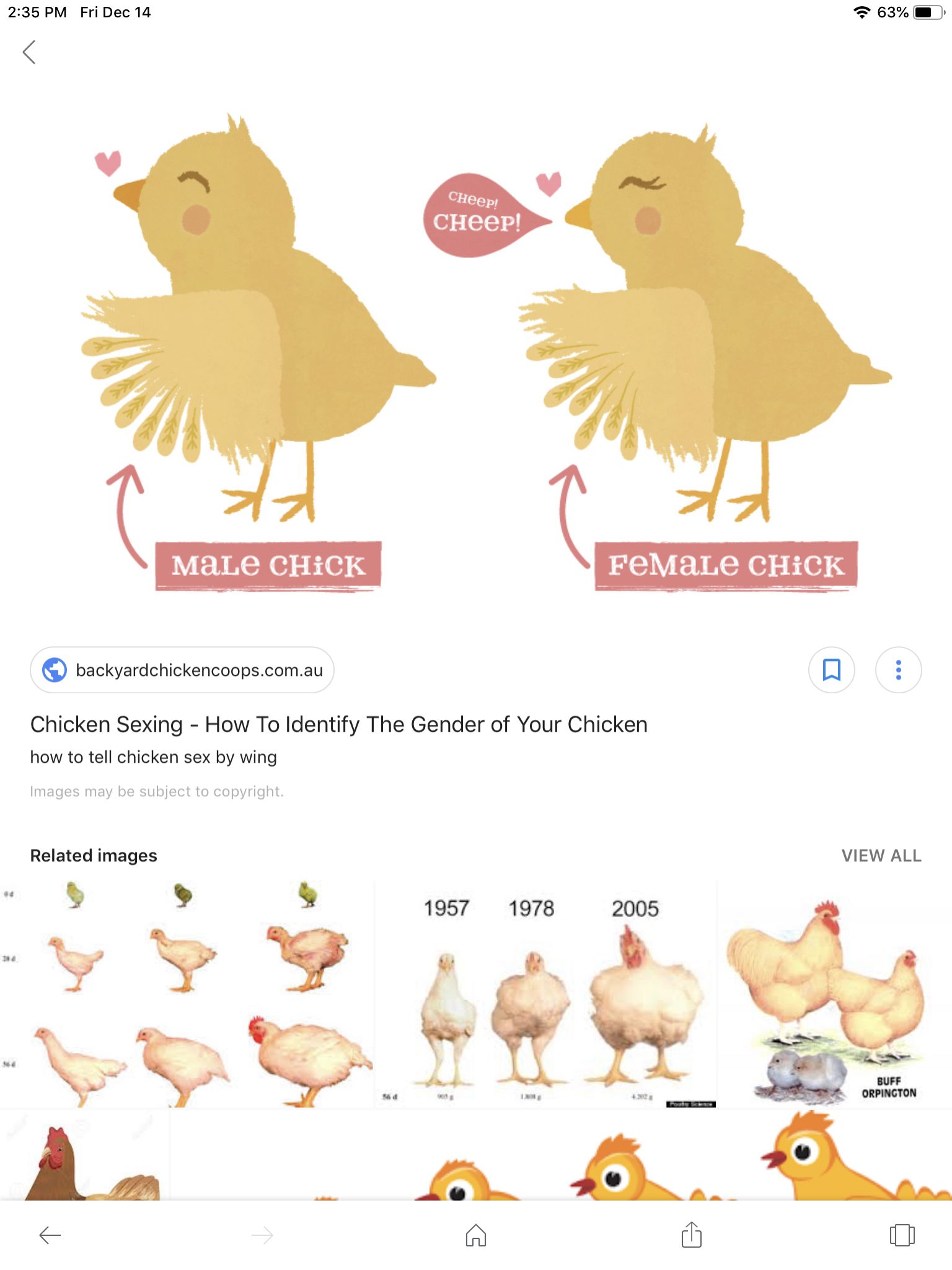 How To Distinguish Male And Female Chicks: A Simple Guide