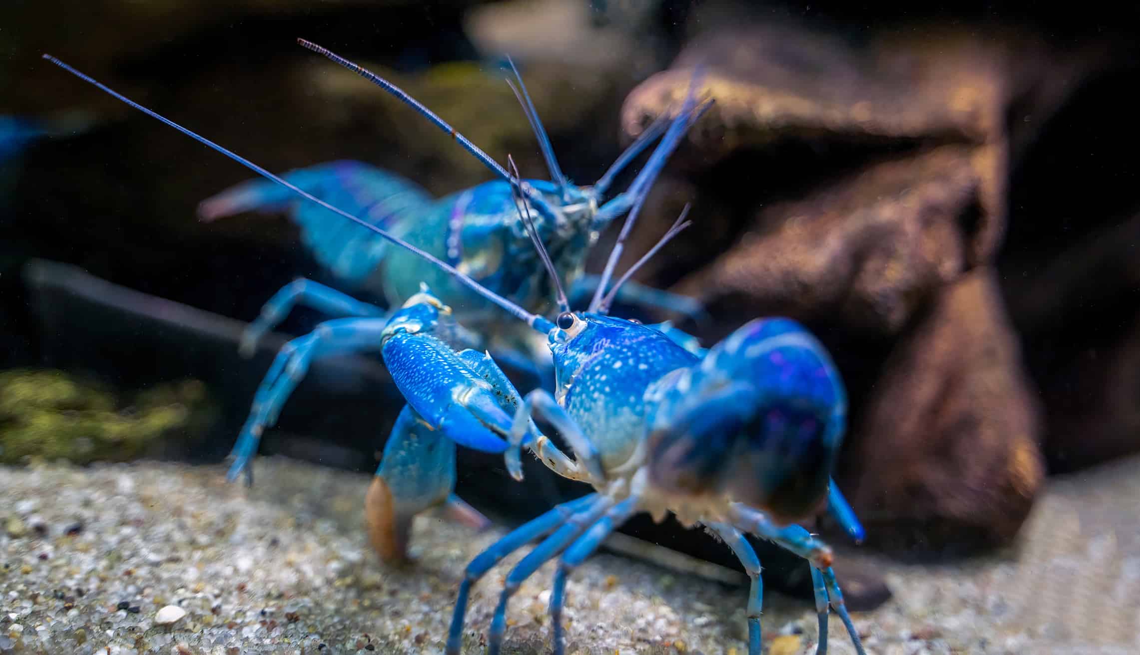 How To Distinguish Male And Female Crayfish: A Simple Guide