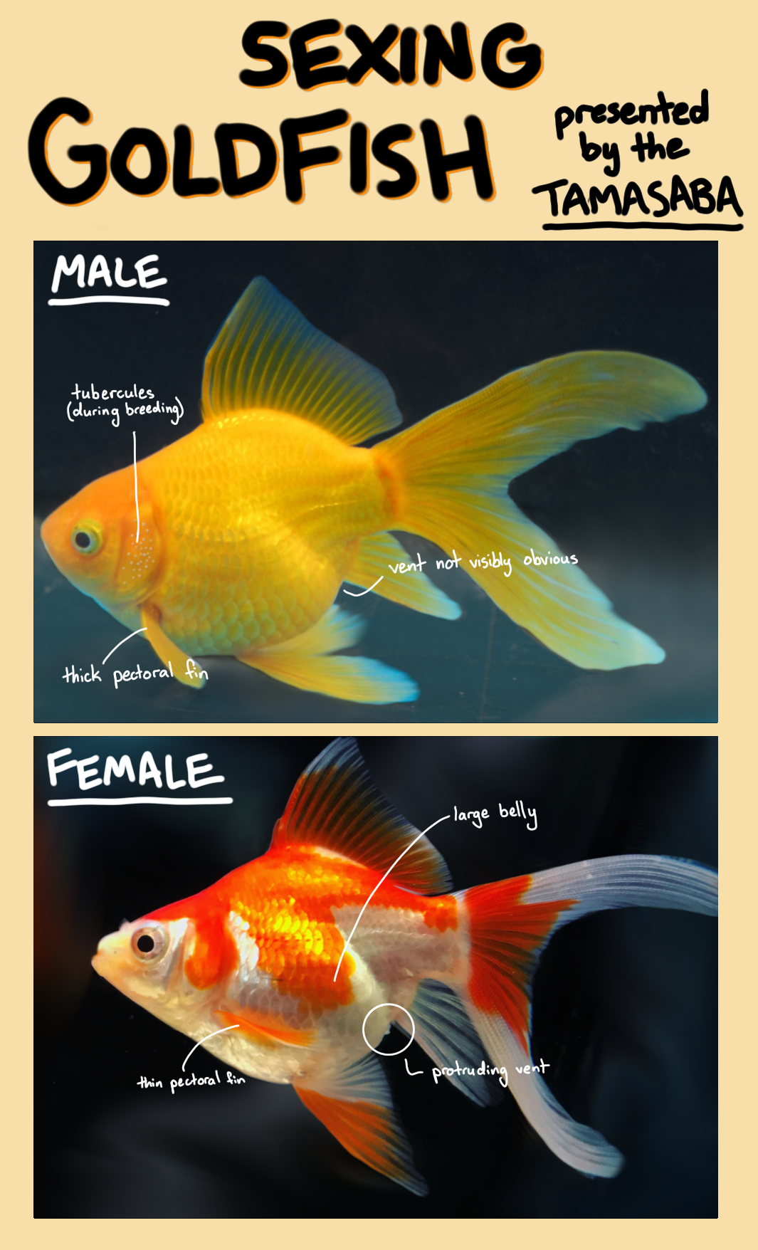How To Distinguish Male And Female Goldfish: A Simple Guide