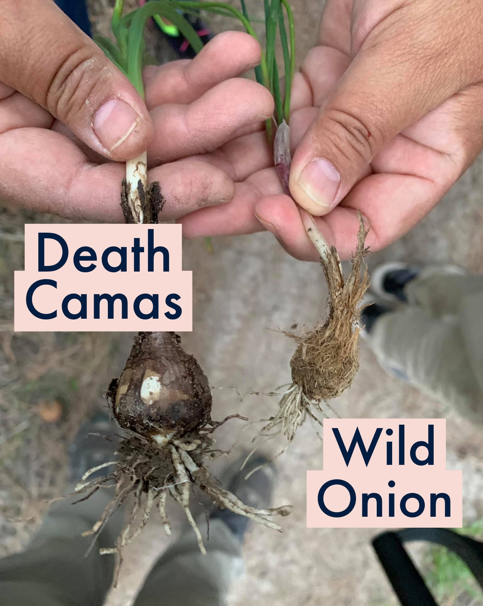 How To Distinguish Wild Garlic From Poisonous Lookalikes