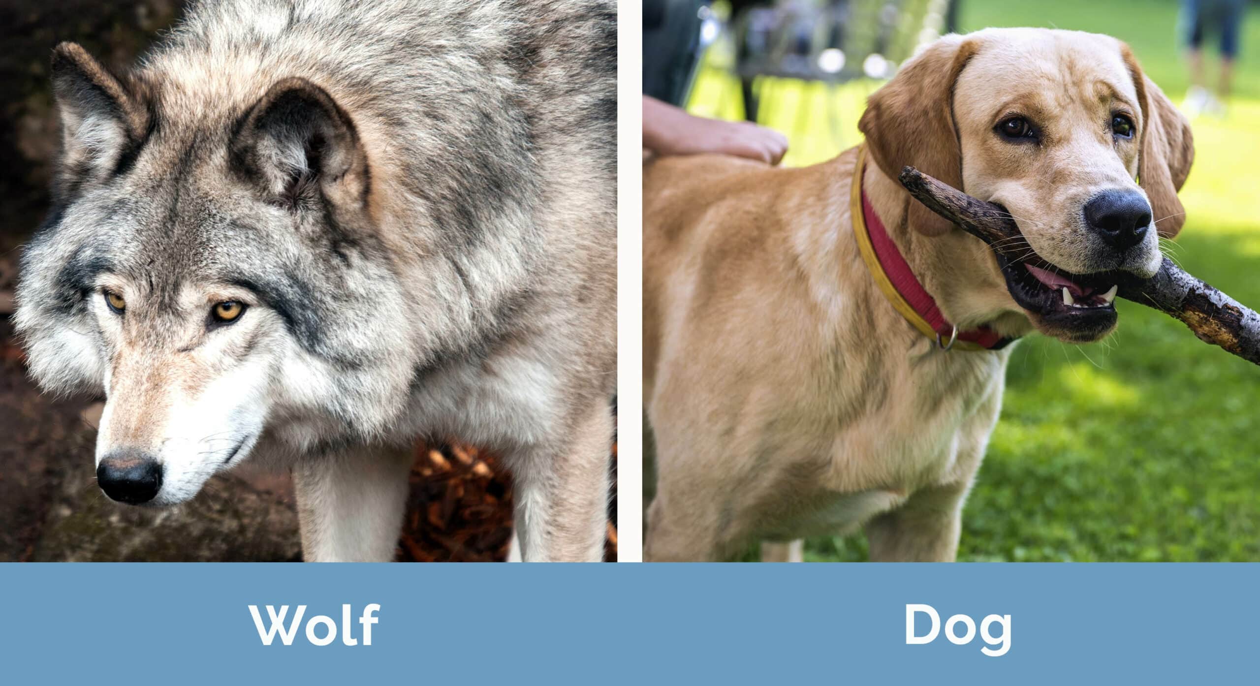 How To Distinguish A Wolf From A Dog: Field Identification Guide