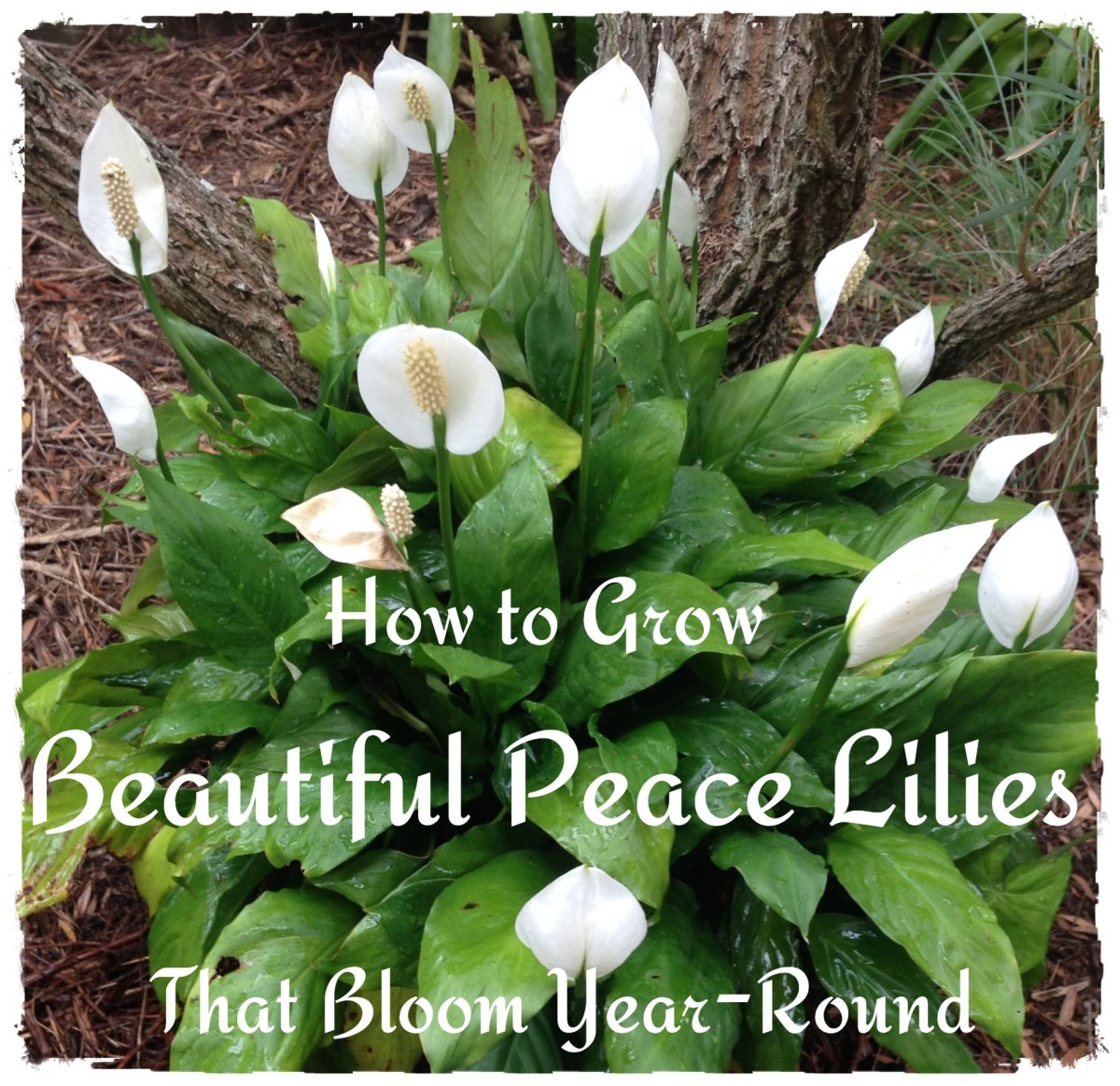 How To Look After A Peace Lily: A Simple Care Guide