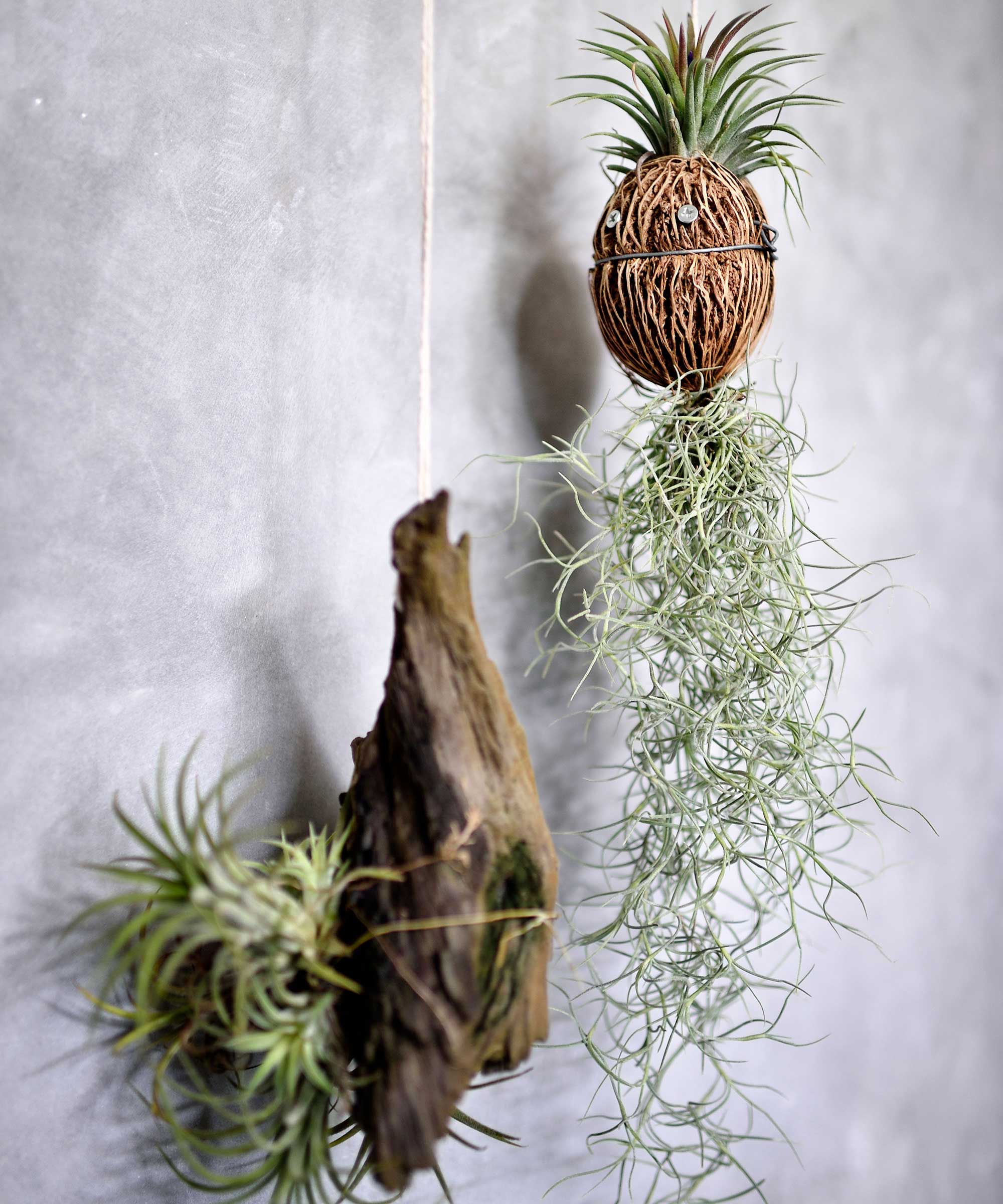 How To Look After Air Plants: A Simple Guide For Beginners