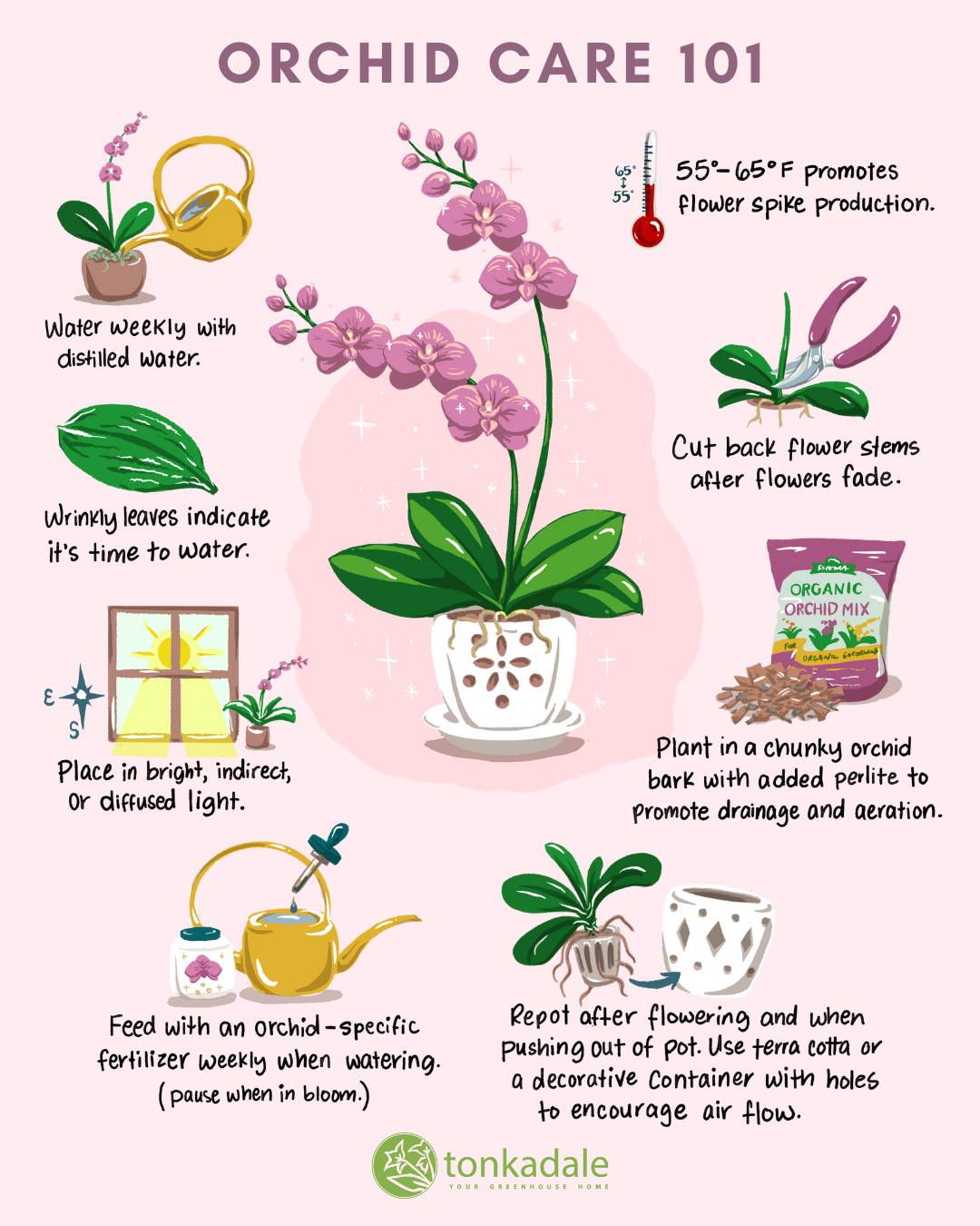 How To Look After An Orchid Plant: A Simple Guide For Beginners