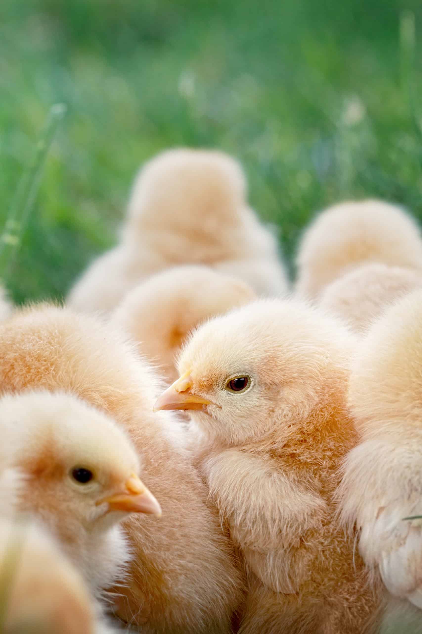 How To Look After Baby Chicks: A Beginner’s Essential Guide