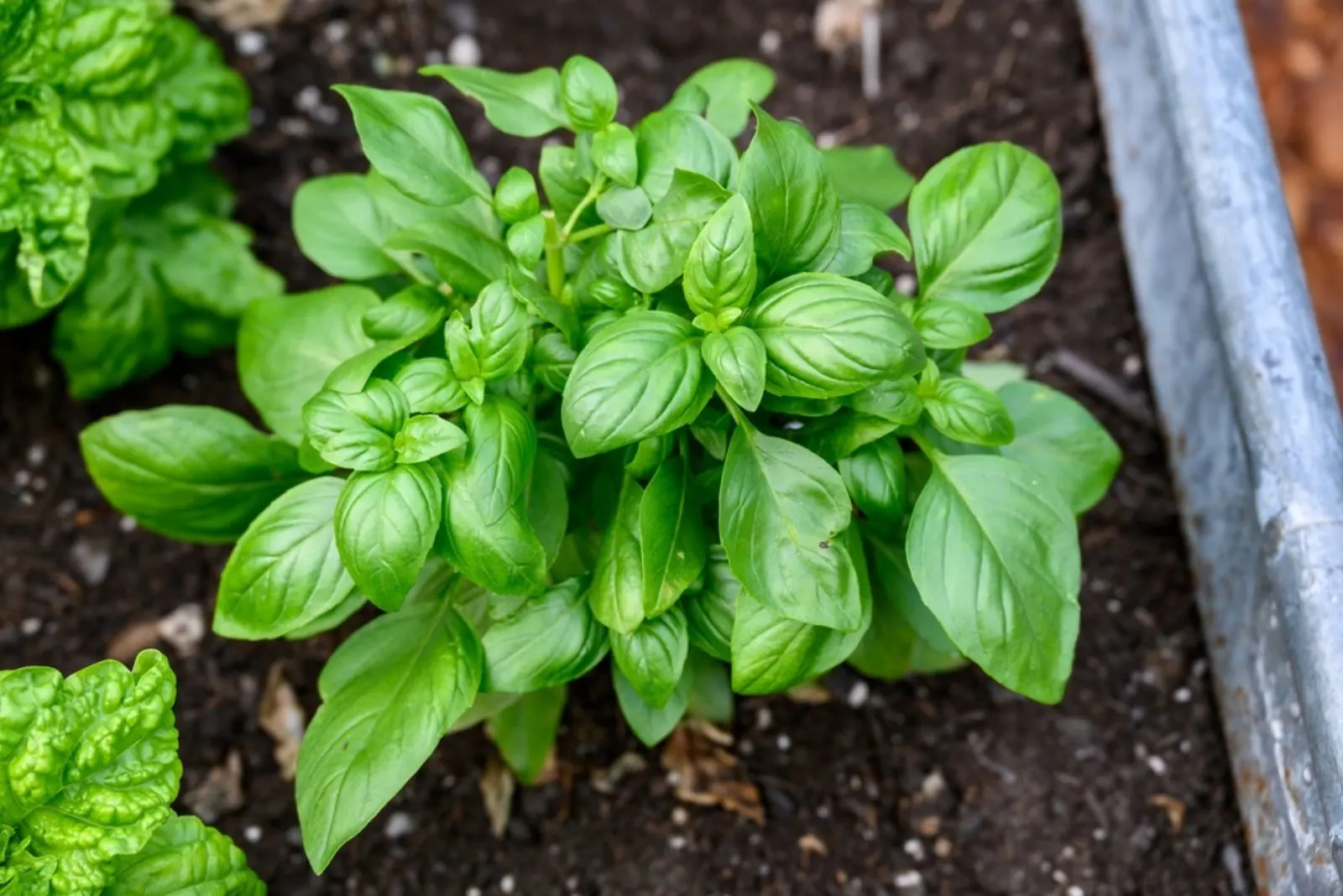 How To Look After Your Basil Plant For A Lush Harvest