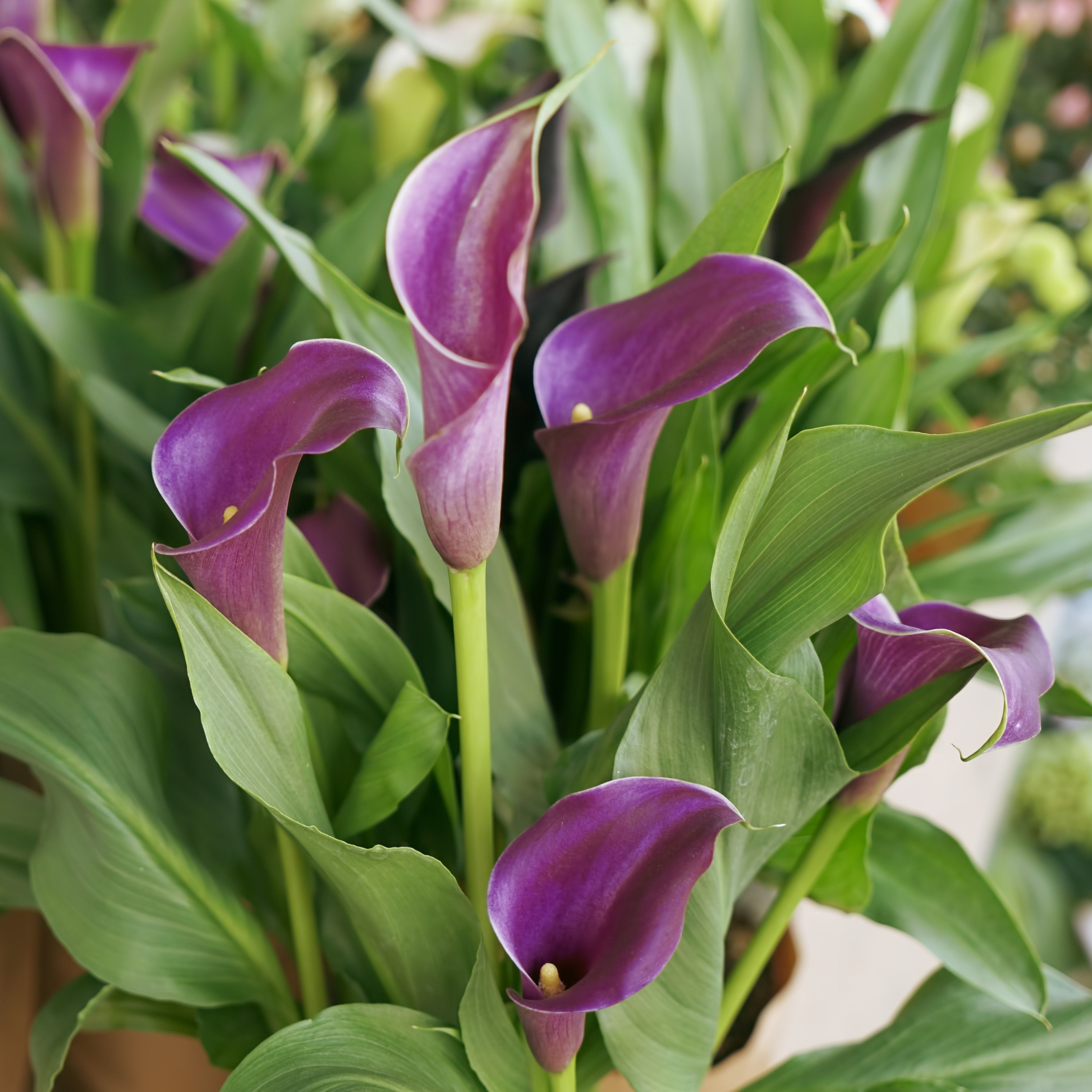 How To Look After Calla Lilies For Stunning Blooms