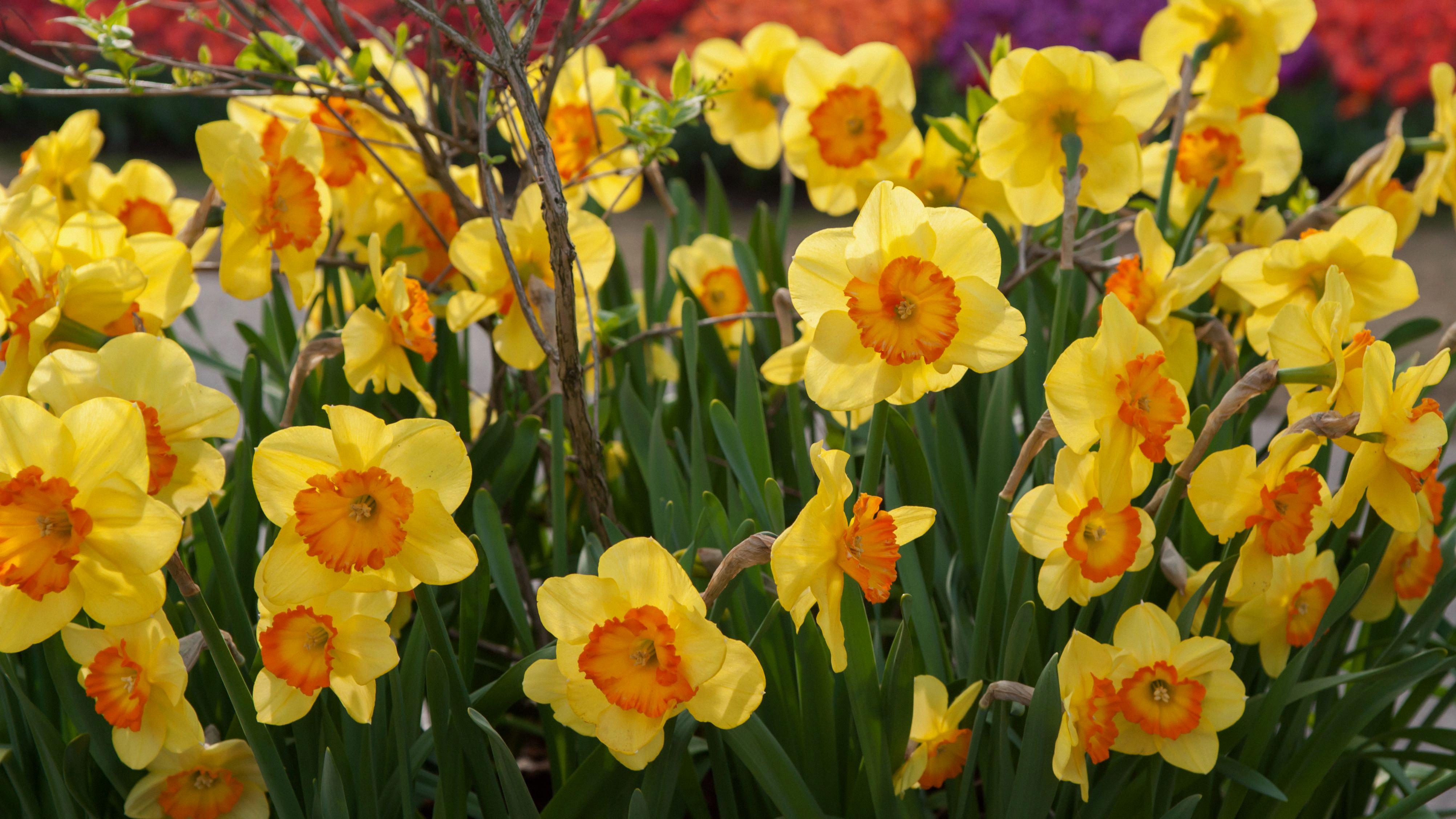 How To Look After Daffodils For Vibrant Spring Blooms