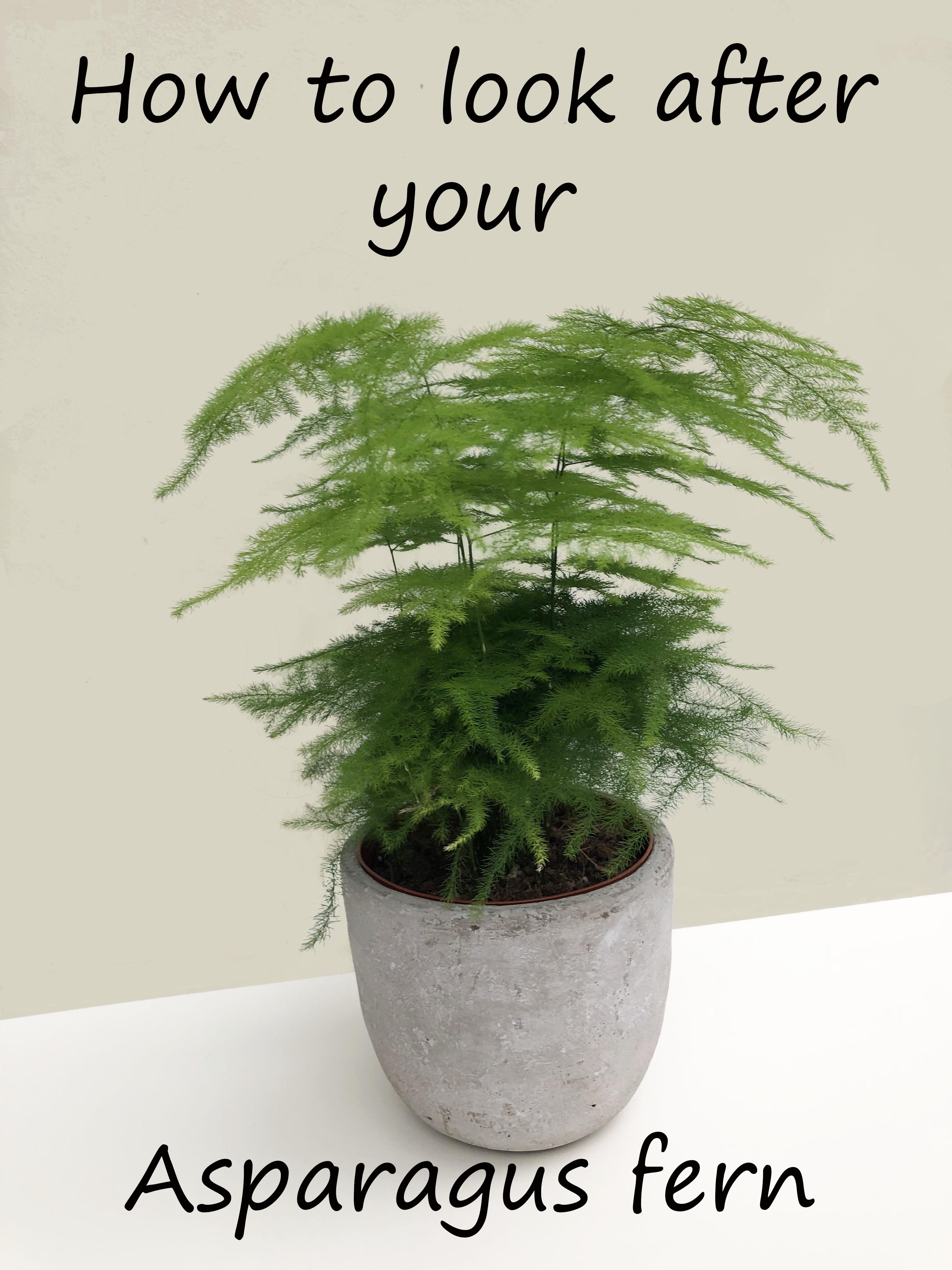 How To Look After Ferns Indoors: A Simple Care Guide