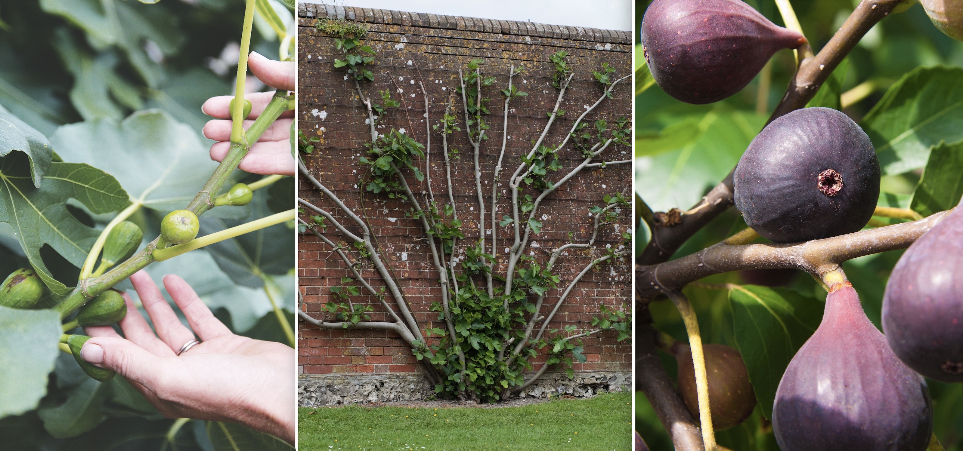 How To Look After A Fig Tree: Expert Care Guide For 2026