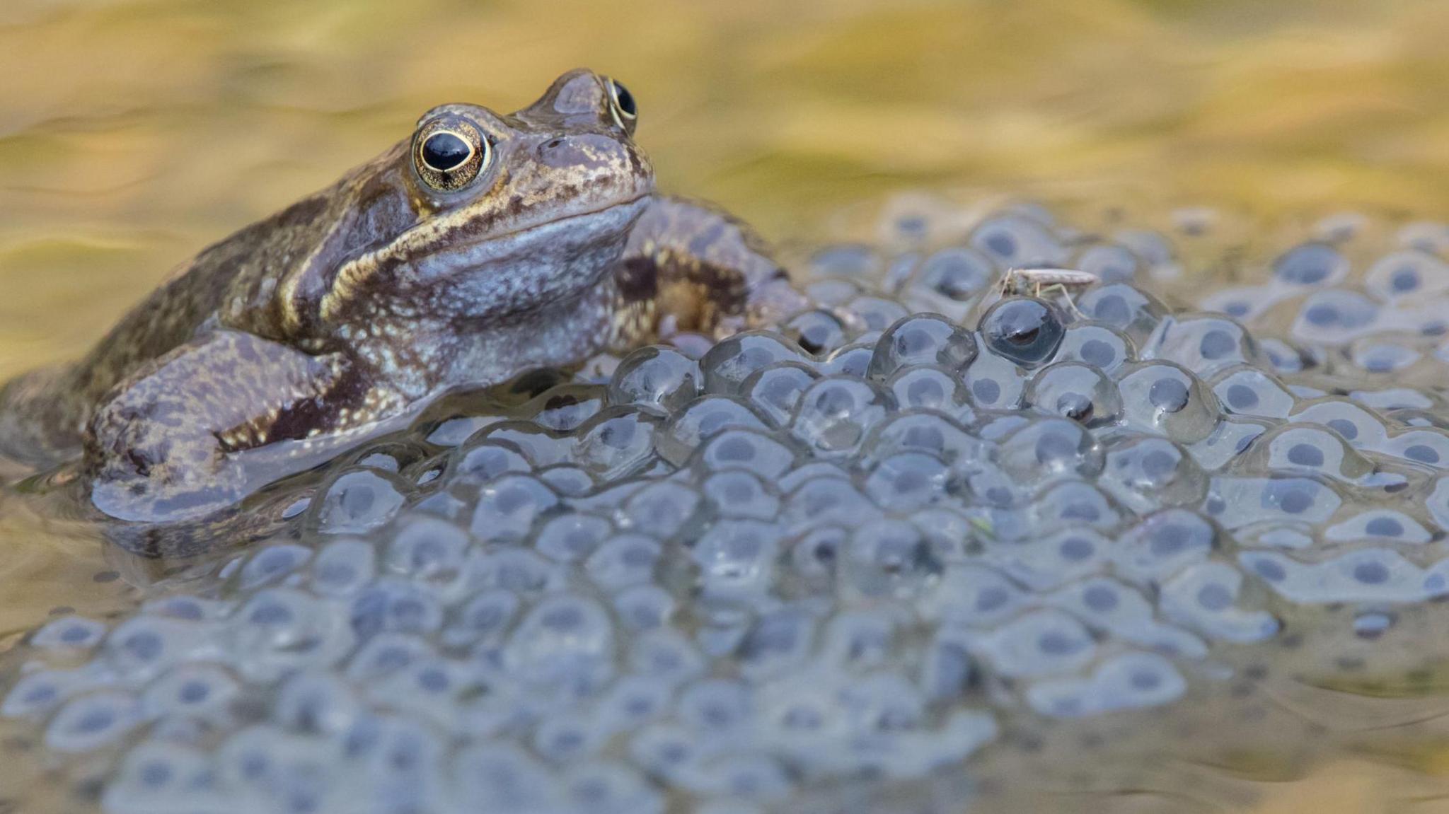 How To Look After Frogspawn: A Practical Guide For Your Pond