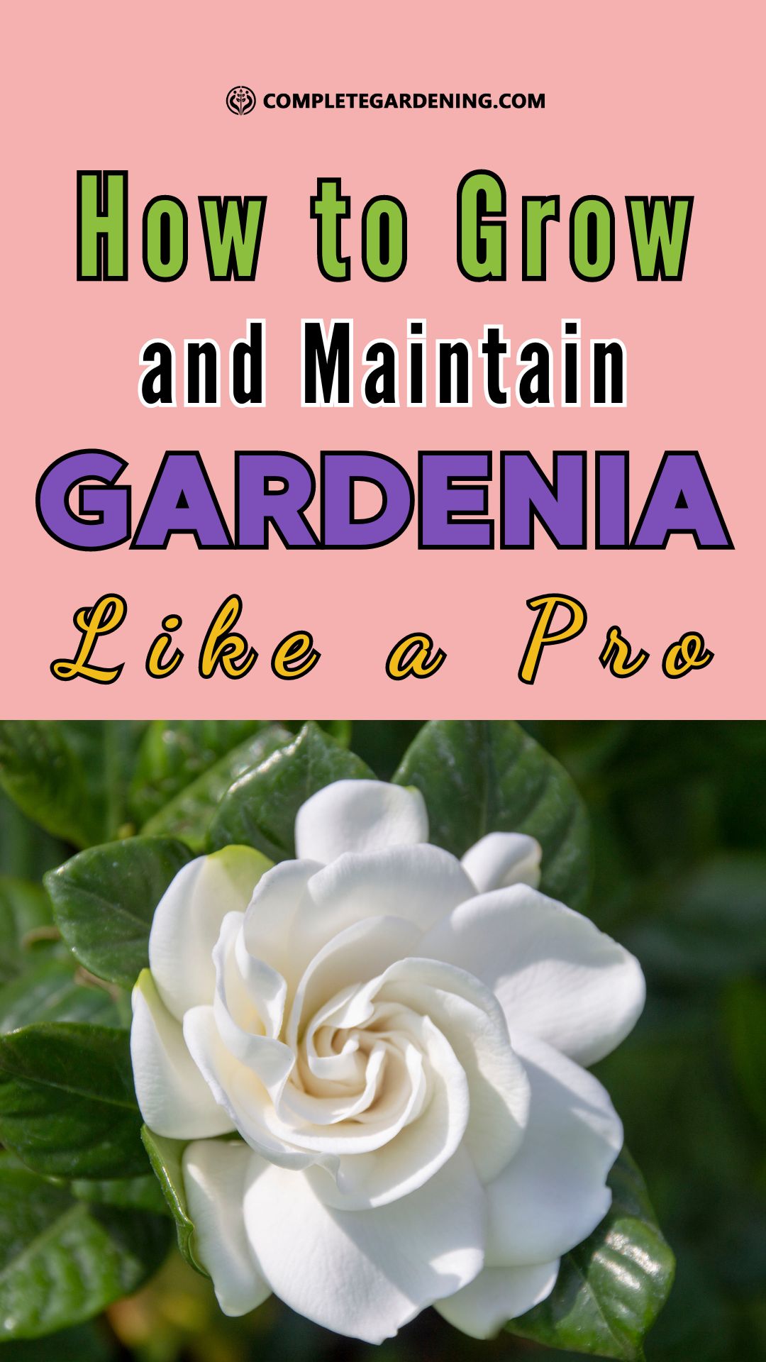 How To Look After Gardenias For Lush, Fragrant Blooms