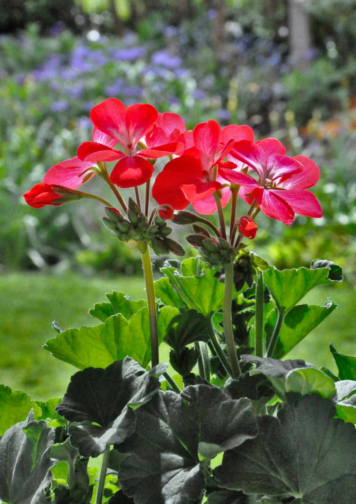 How To Look After Geraniums For A Vibrant Summer Display