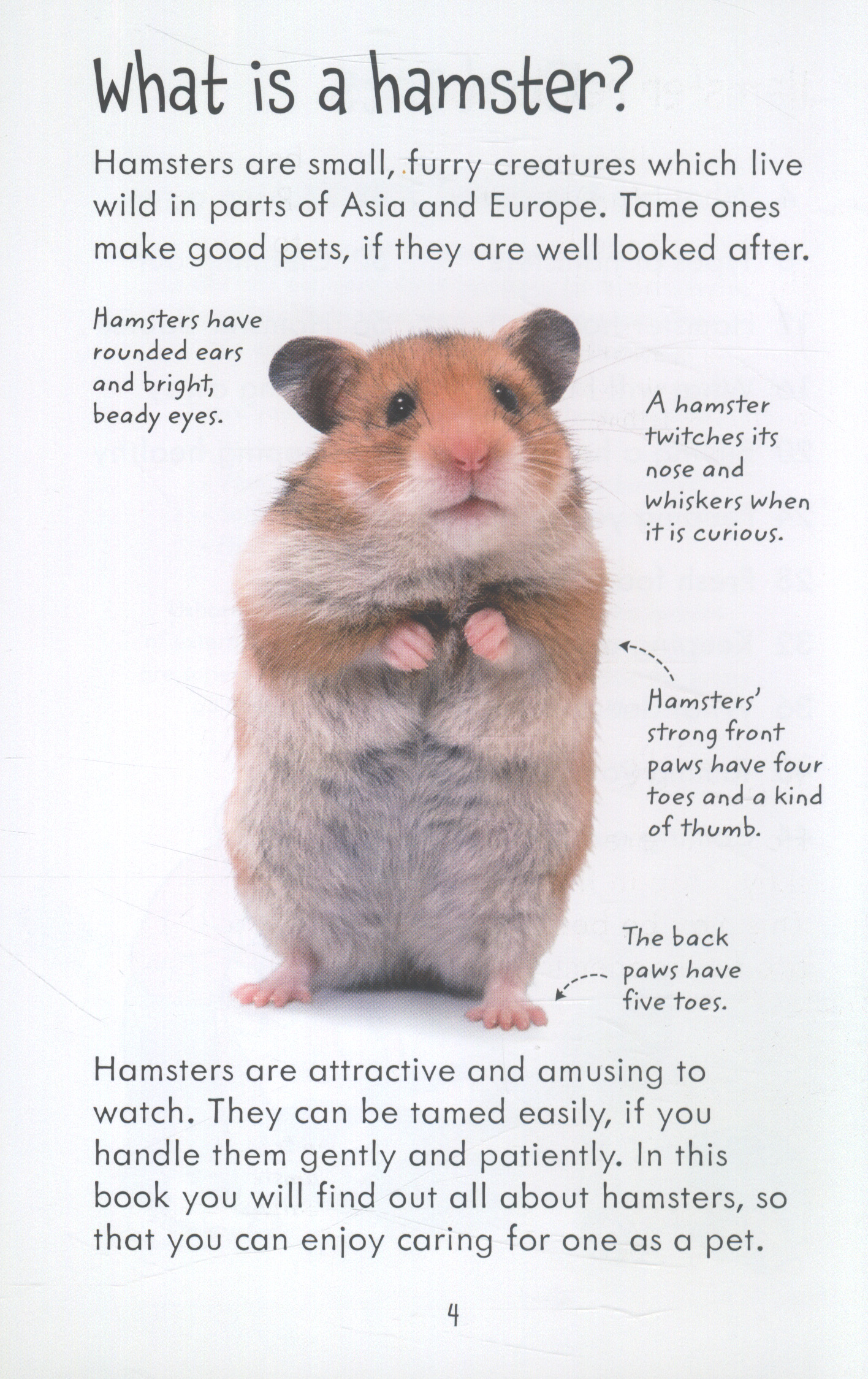 How To Look After Hamsters: A Complete Beginner’s Guide