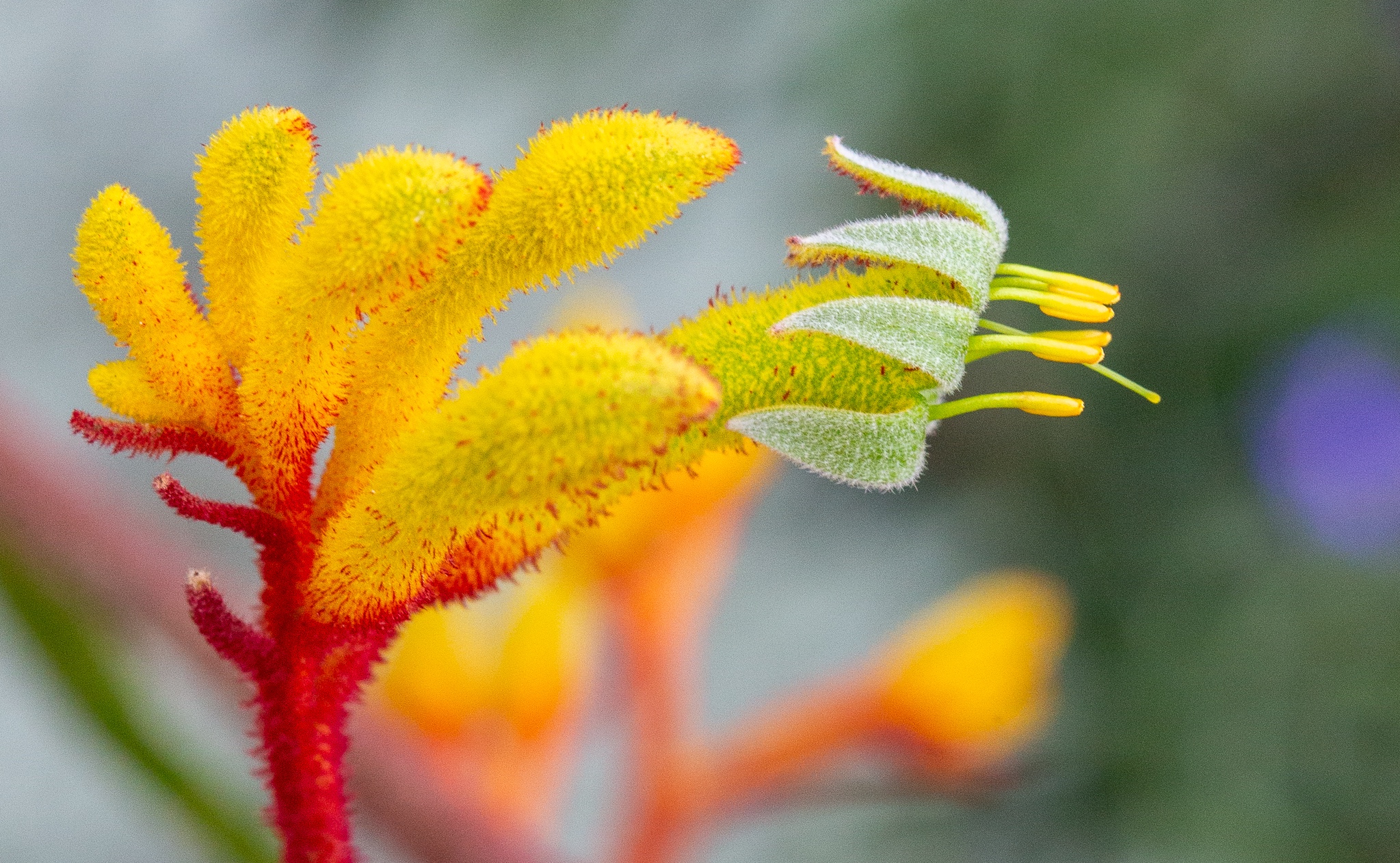 How To Look After Kangaroo Paw: A Gardener’s Essential Guide