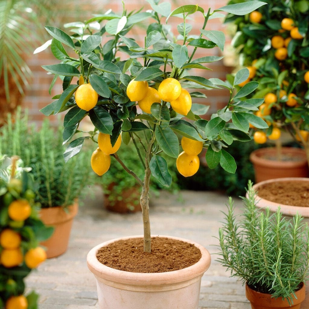 How To Look After A Lemon Tree For Yearround Fruit