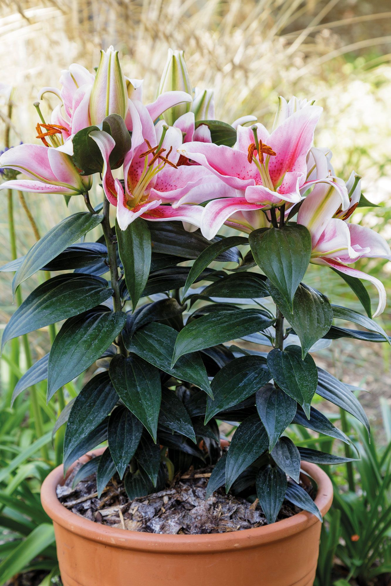 How To Look After A Lily Plant For Stunning Blooms