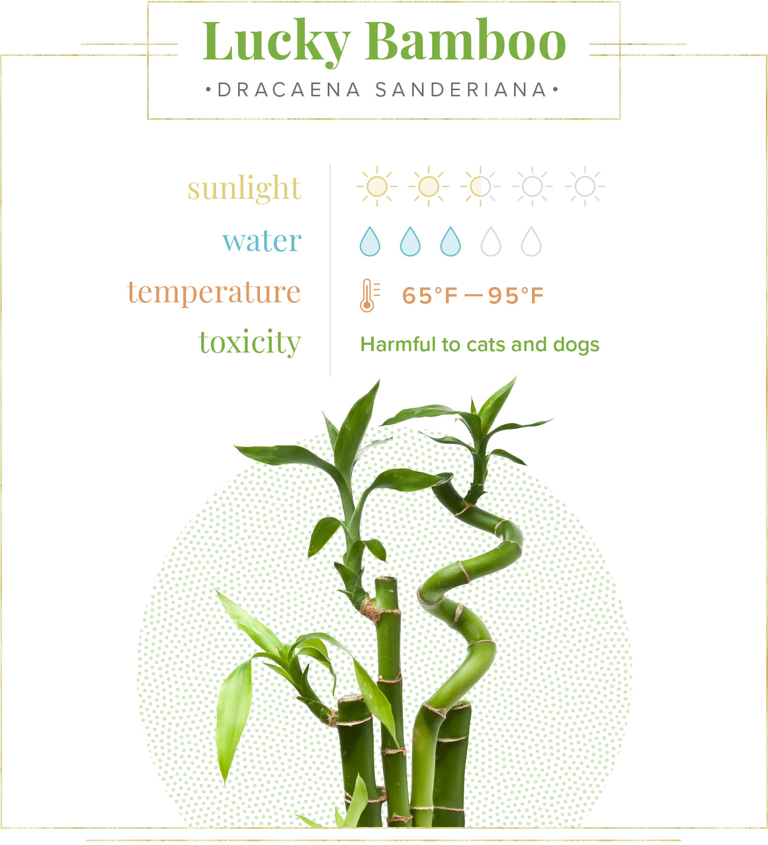 How To Look After Lucky Bamboo: The Ultimate Care Guide