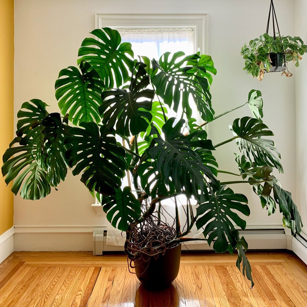 How To Look After Your Monstera Plant: A Complete Guide