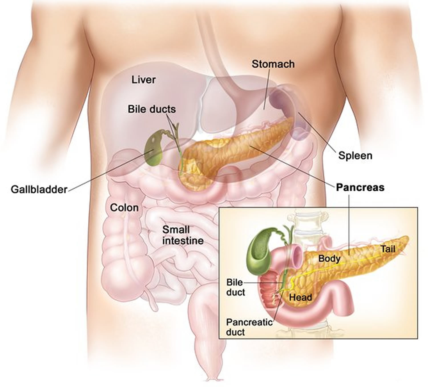 How To Look After Your Pancreas: Essential Habits For Longevity