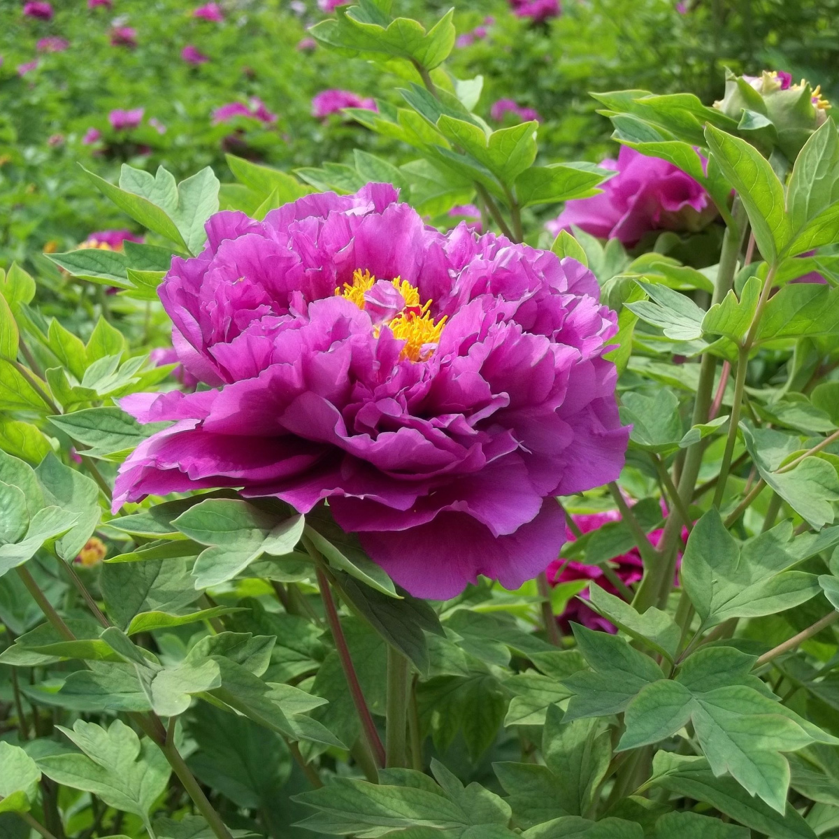 How To Look After Peonies For Stunning Annual Blooms