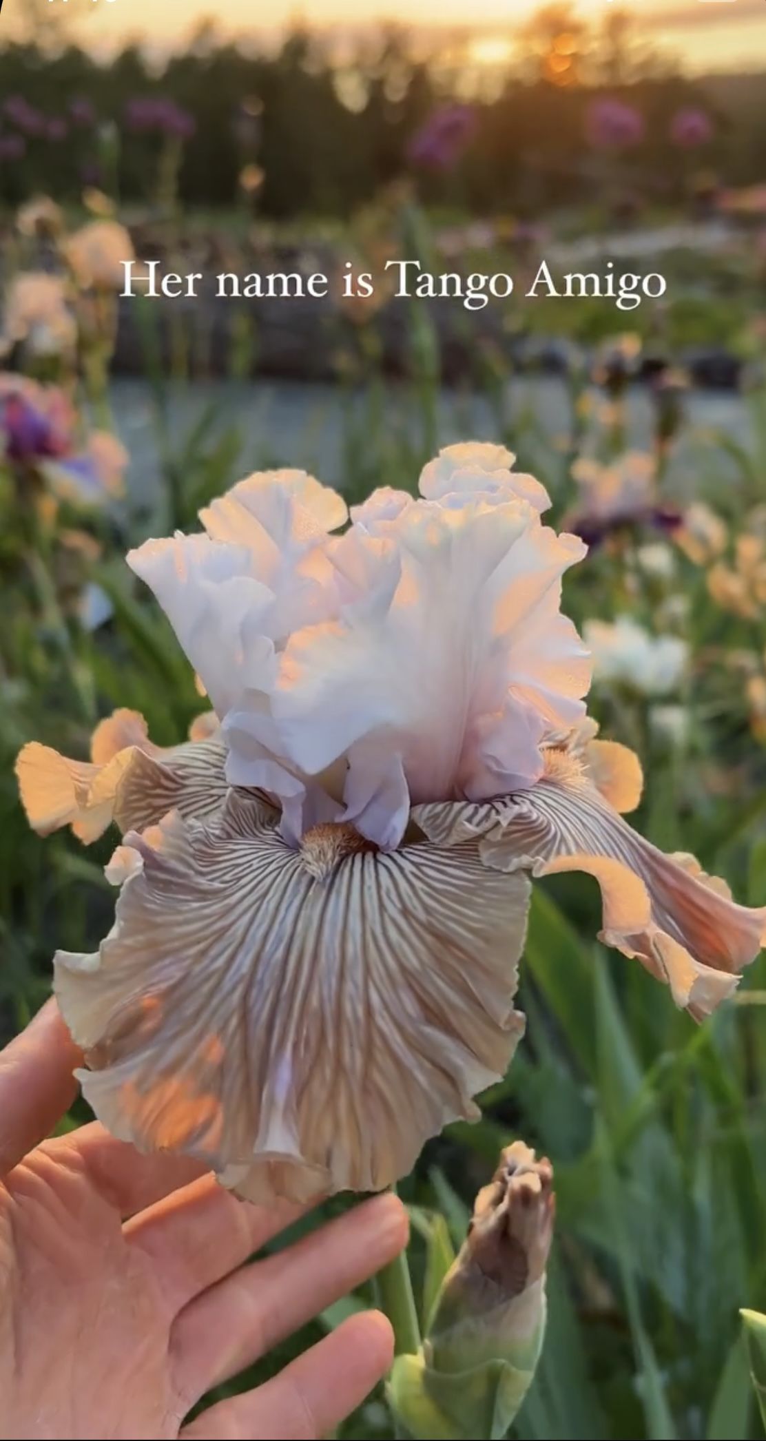 How To Plant Queen Of The Prairie For A Flourishing Garden