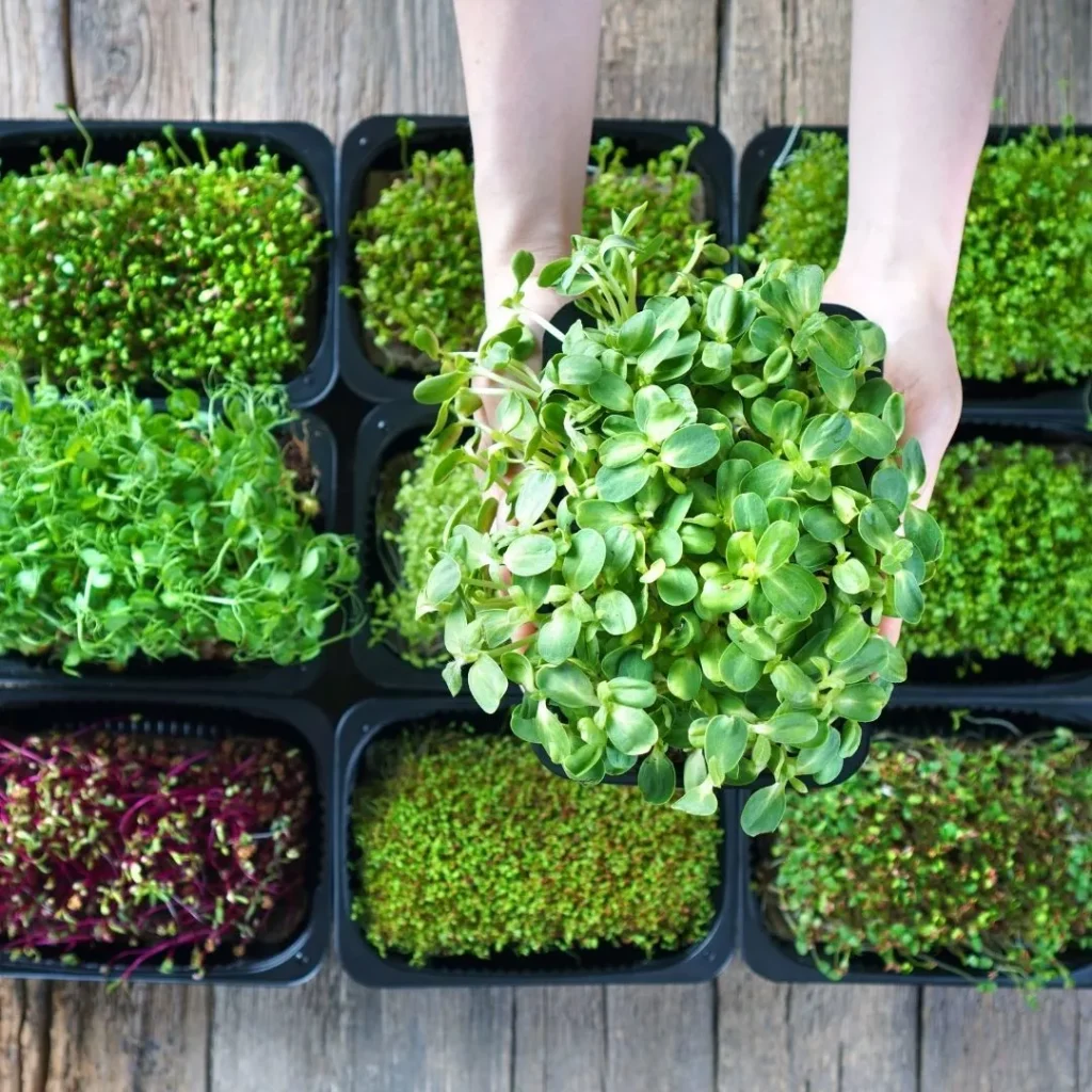 How To Plant Quinoa: A Complete Guide For Your Garden