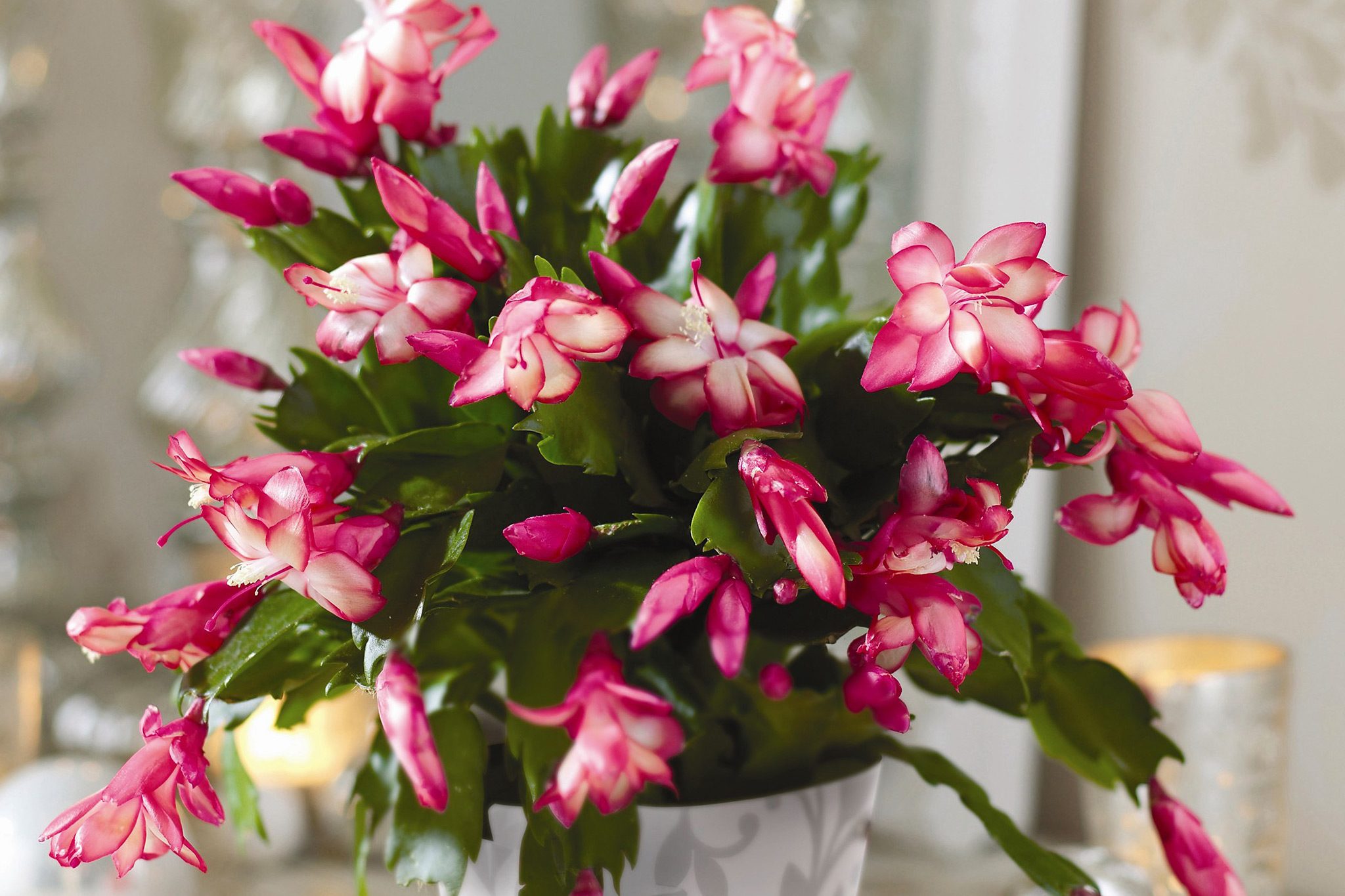 How To Plant Xmas Cactus: A Simple Guide For Indoor Blooms