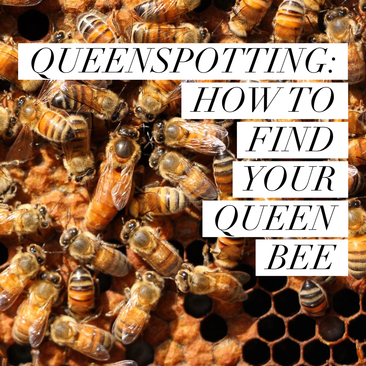 How To Spot A Queen Bee In Your Hive: A Beekeeping Guide