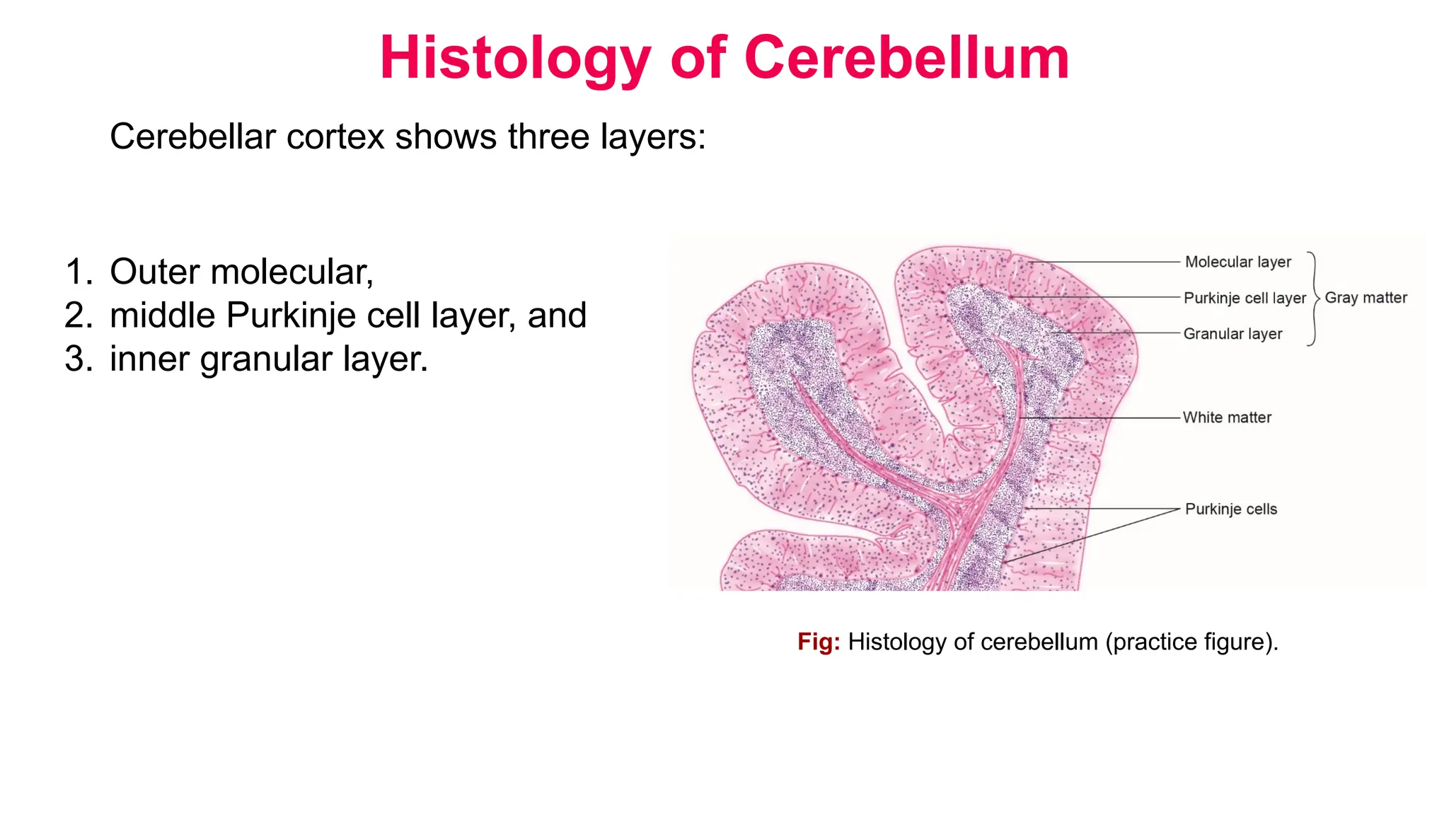 Inferior Lateral Angle