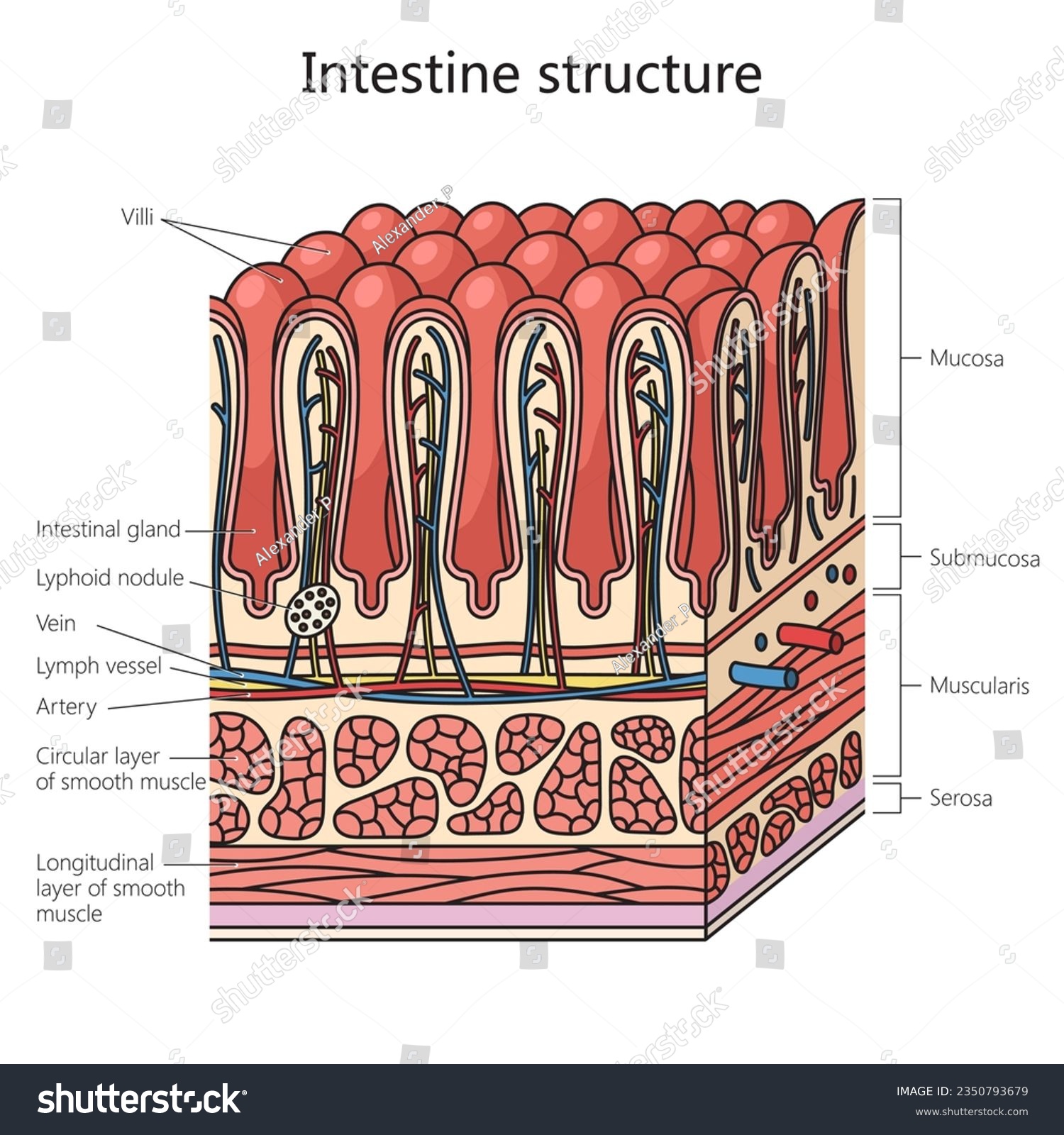 Intestinal Tract Bleeding Symptoms