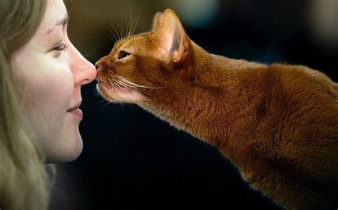 Is It Dangerous To Kiss Your Cat