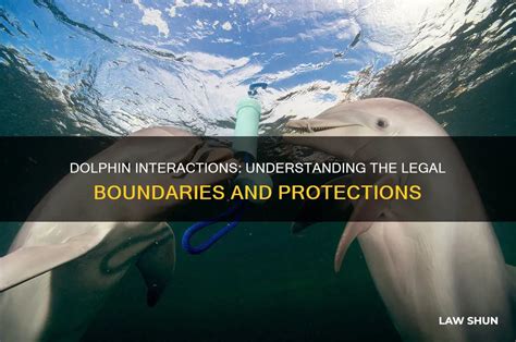Is It Legal To Interact With Dolphins