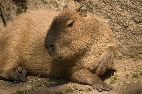 Is It Legal To Own A Capybara