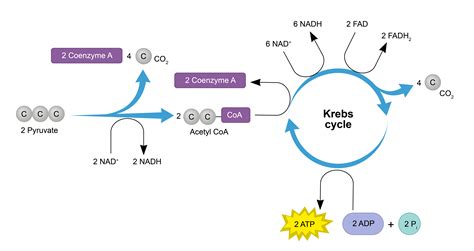 Ksize Cycle