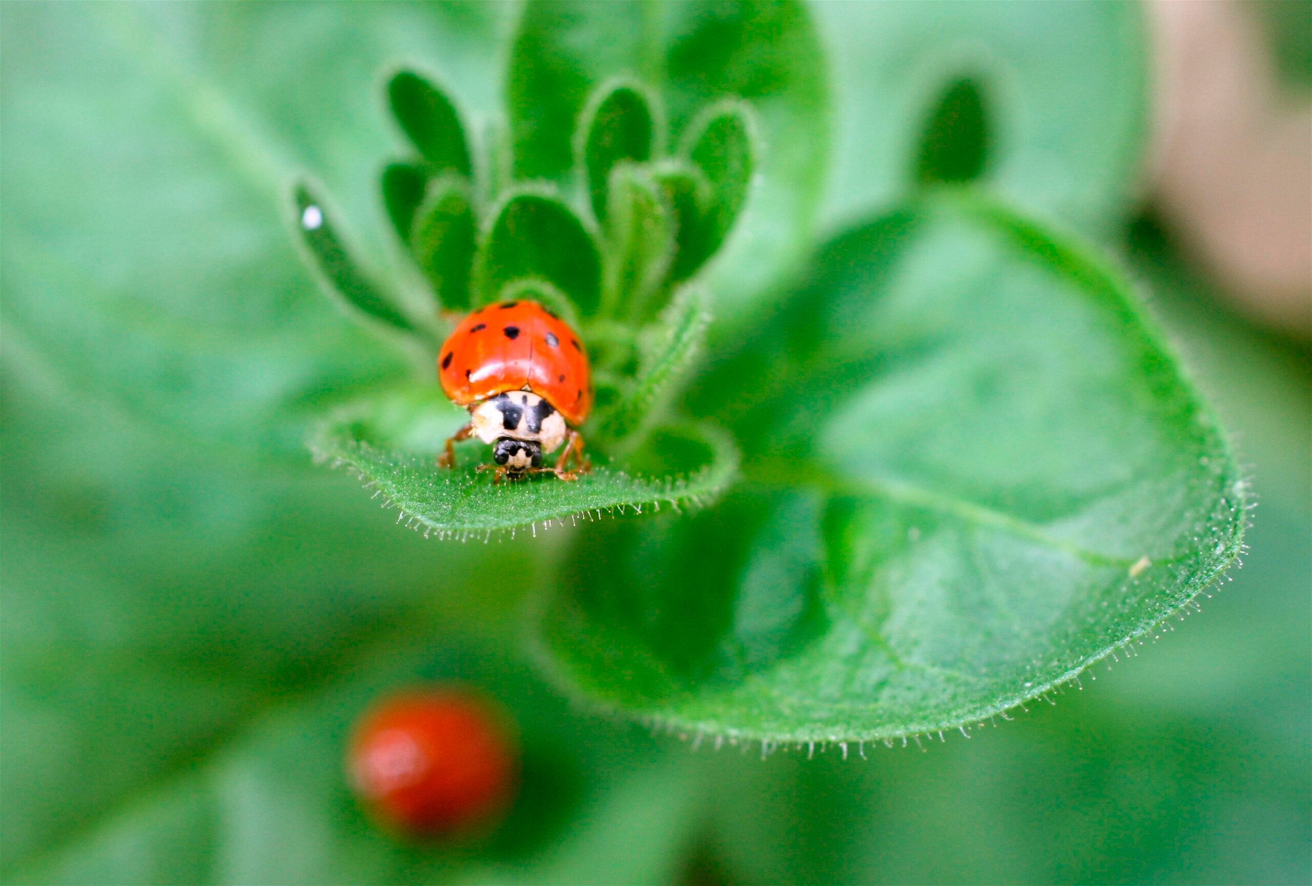 Ladybugs Do They Hibernate