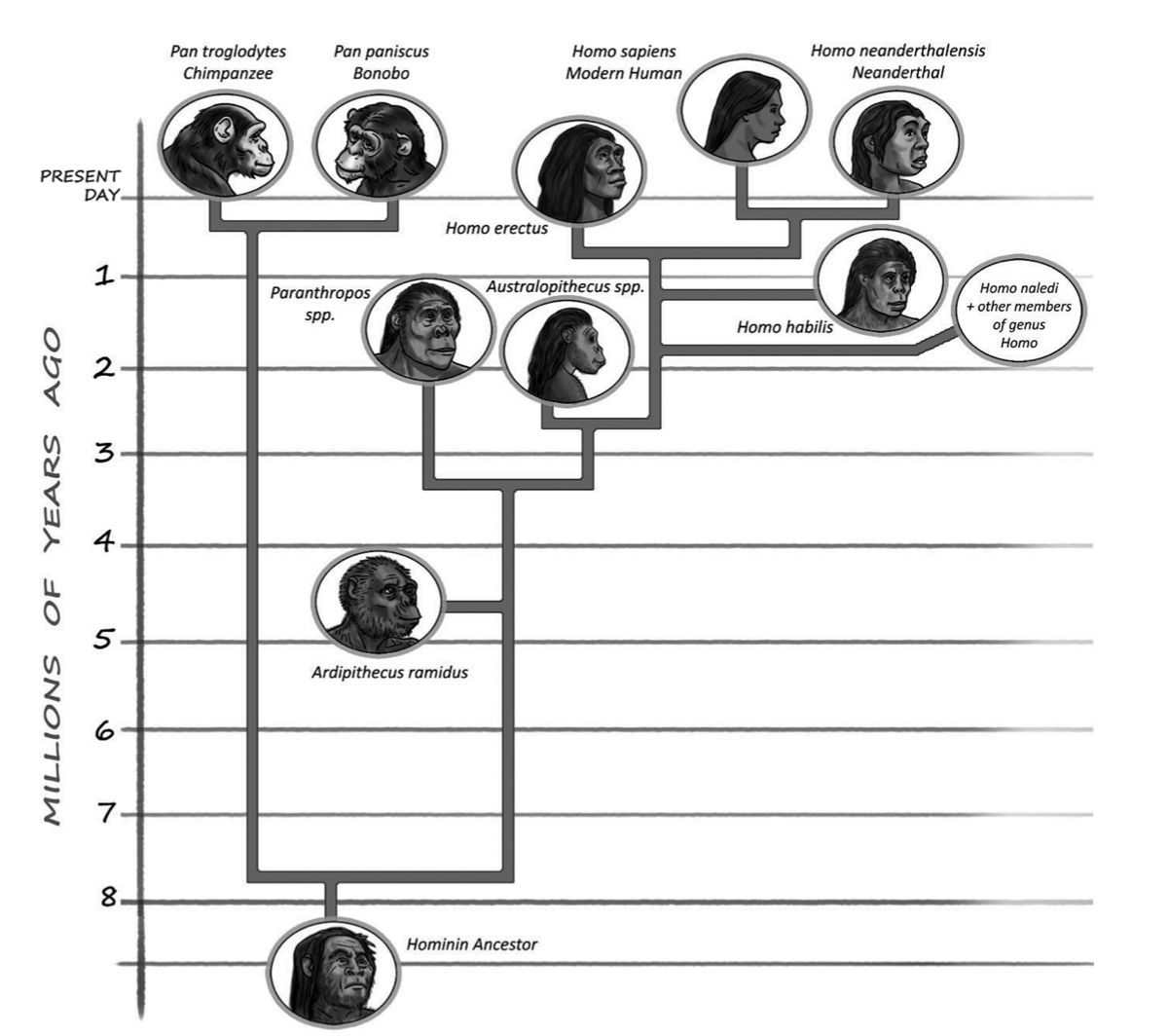 Finding Your Last Known Ancestor: A Stepbystep Guide