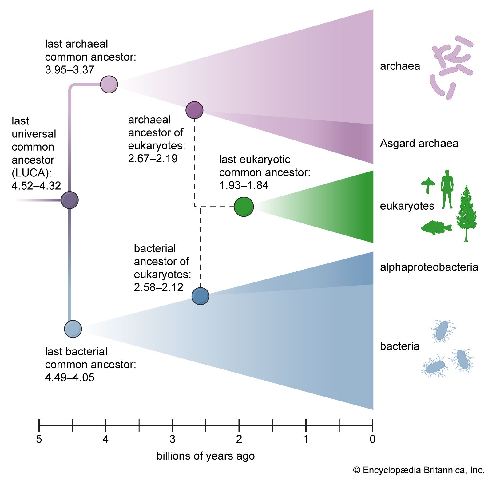 Unlocking The Secrets Of Our Last Known Universal Common Ancestor