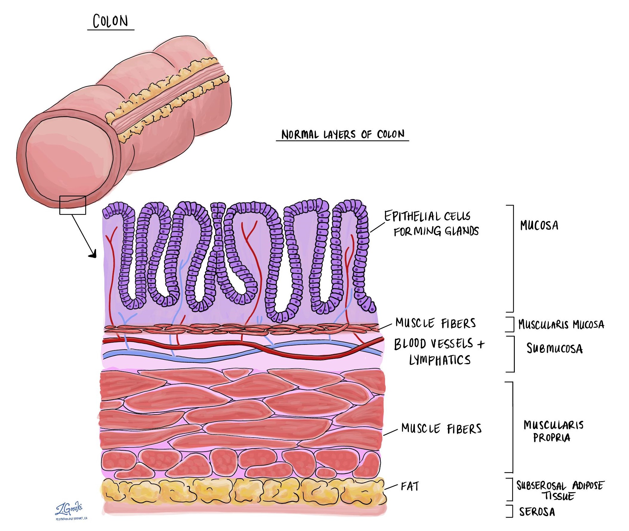 Layers Of Bowel Wall
