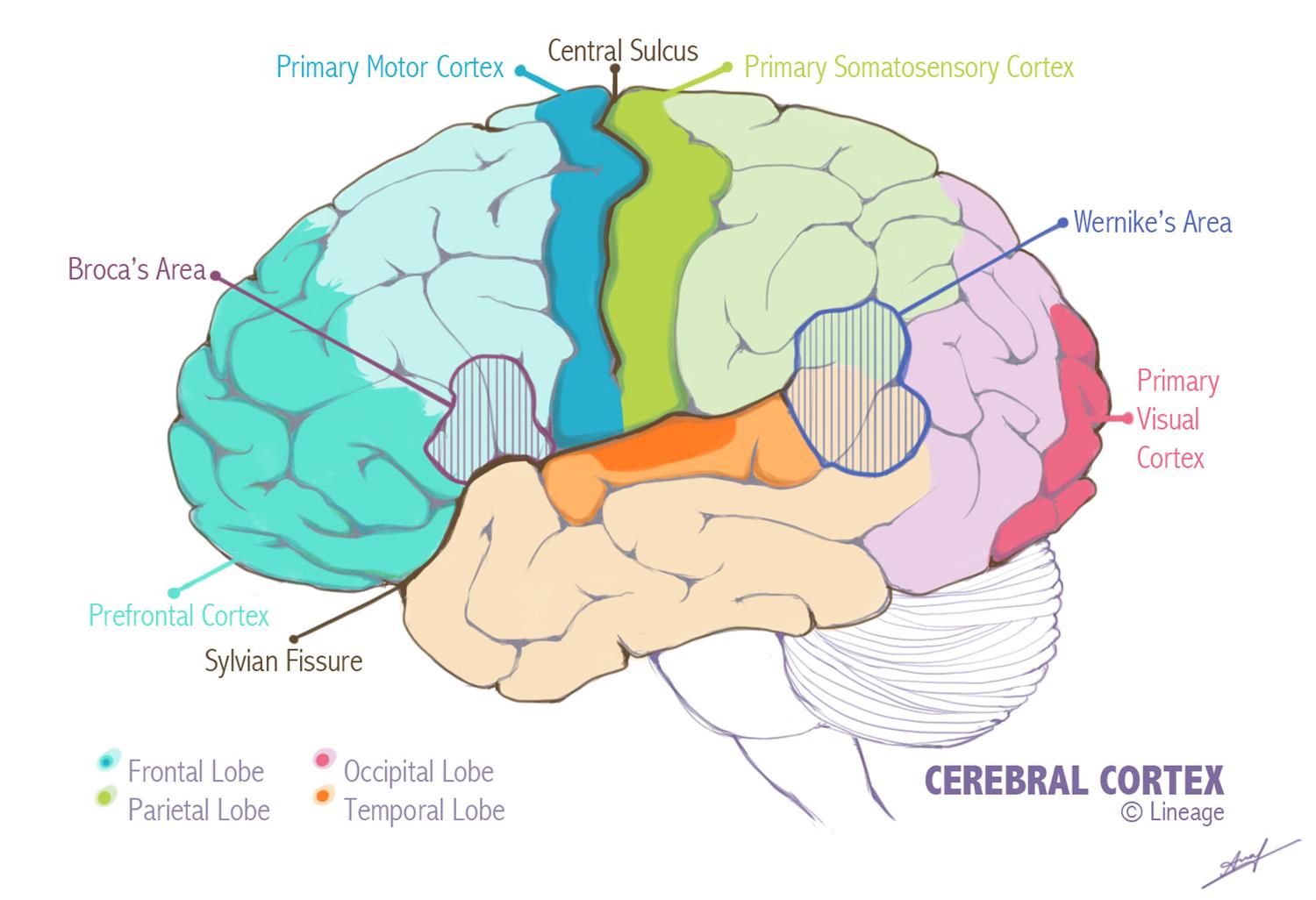 Layers Of Cerebral Cortex